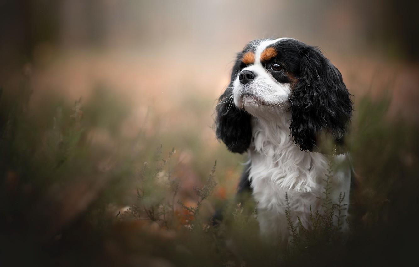 King Charles Spaniel Wallpapers