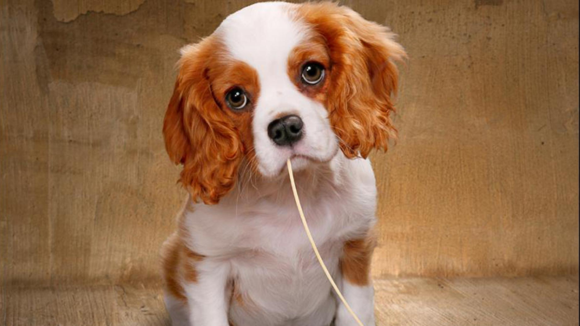 King Charles Spaniel Wallpapers