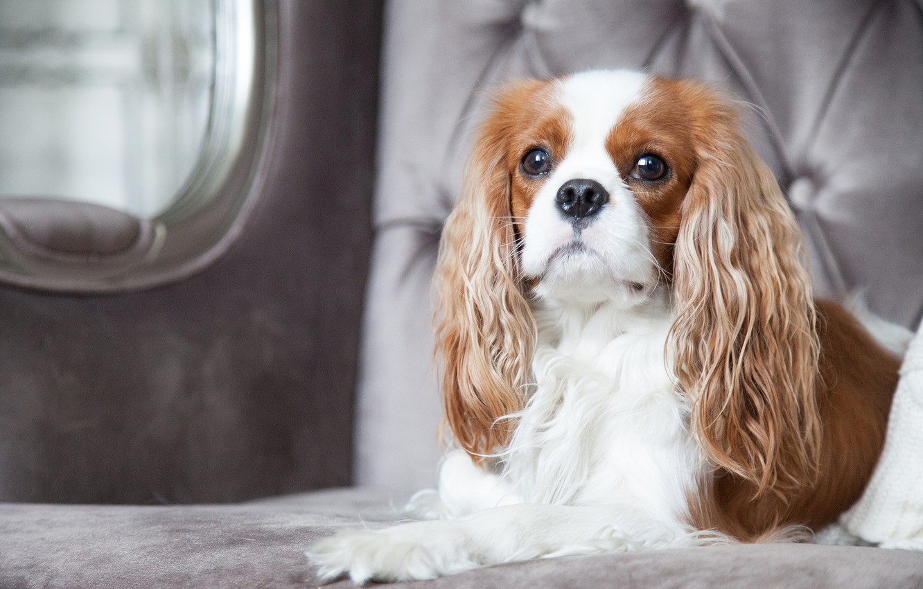 King Charles Spaniel Wallpapers