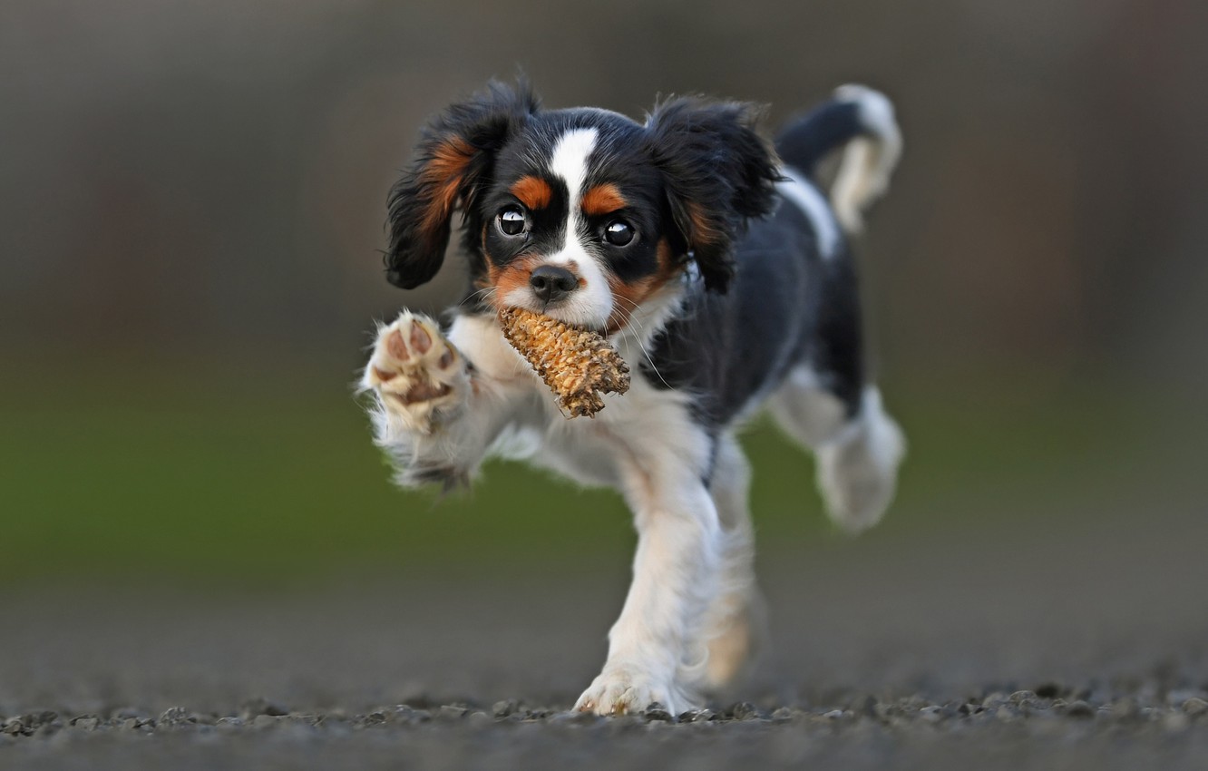 King Charles Spaniel Wallpapers