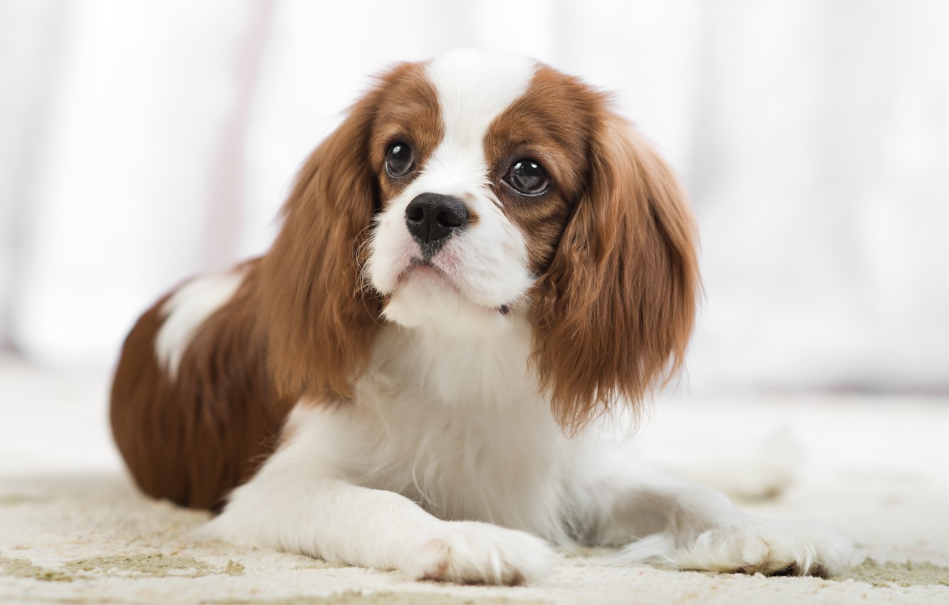 King Charles Spaniel Wallpapers