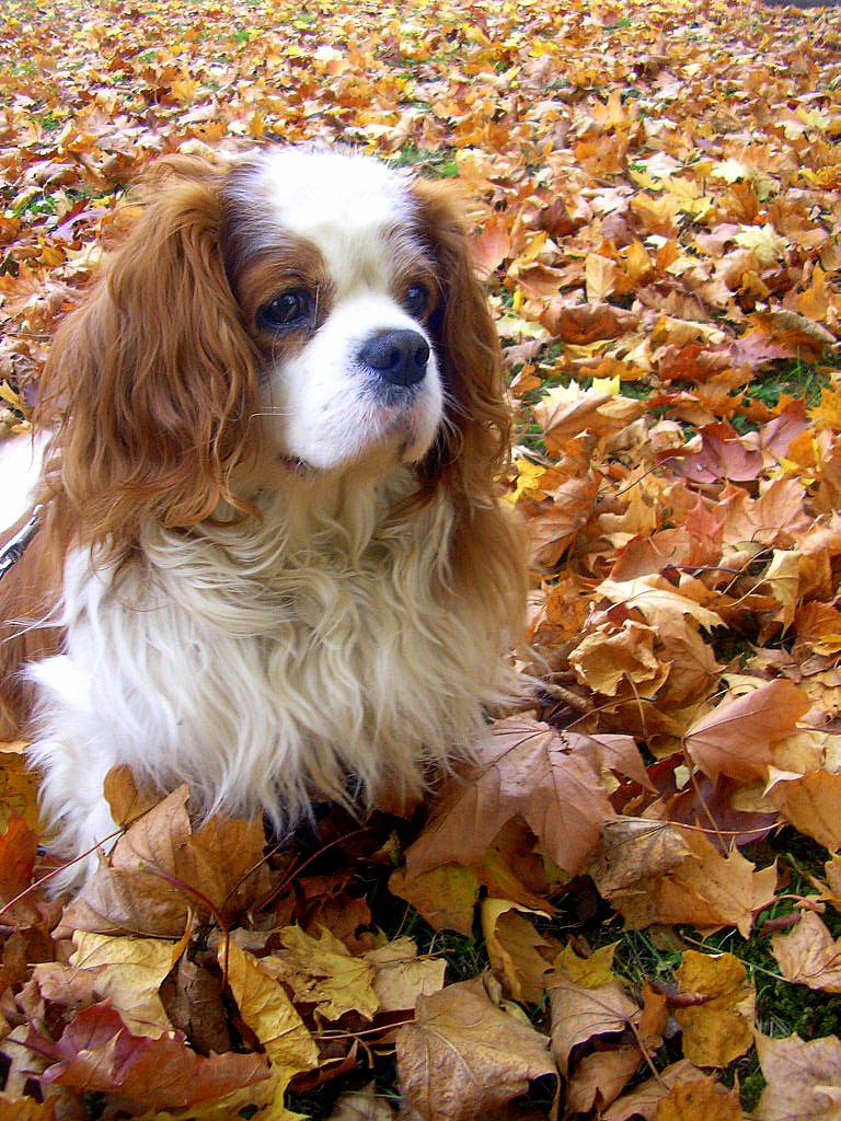 King Charles Spaniel Wallpapers