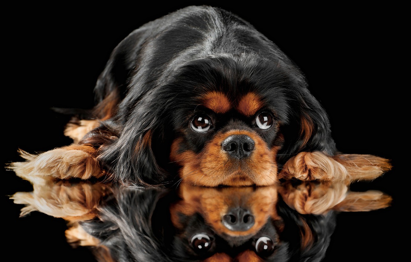 King Charles Spaniel Wallpapers