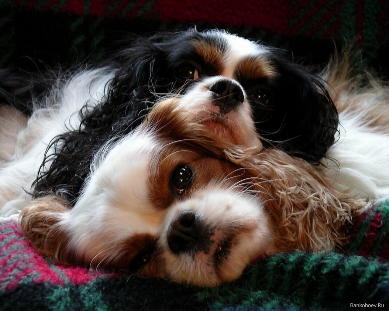 King Charles Spaniel Wallpapers