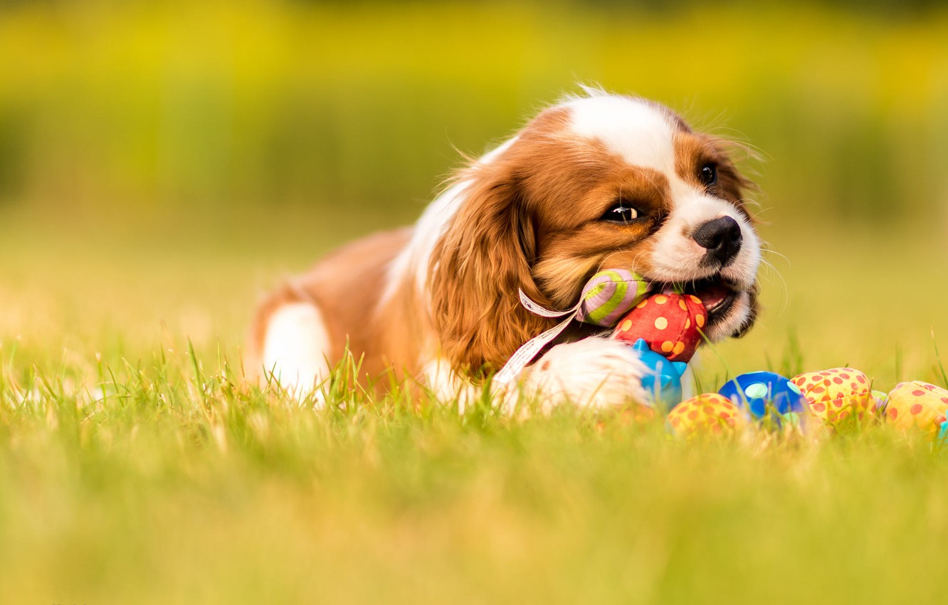 King Charles Spaniel Wallpapers