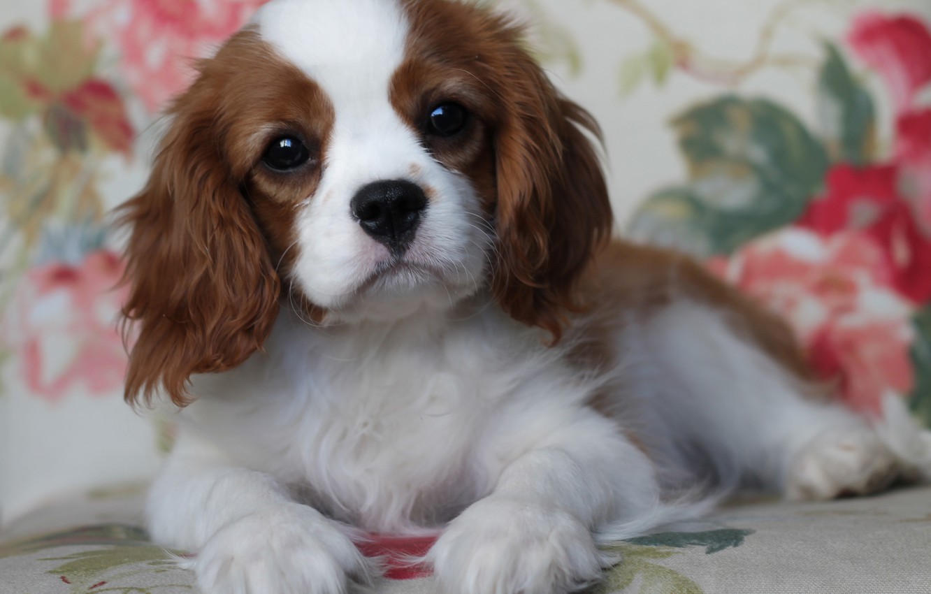 King Charles Spaniel Wallpapers