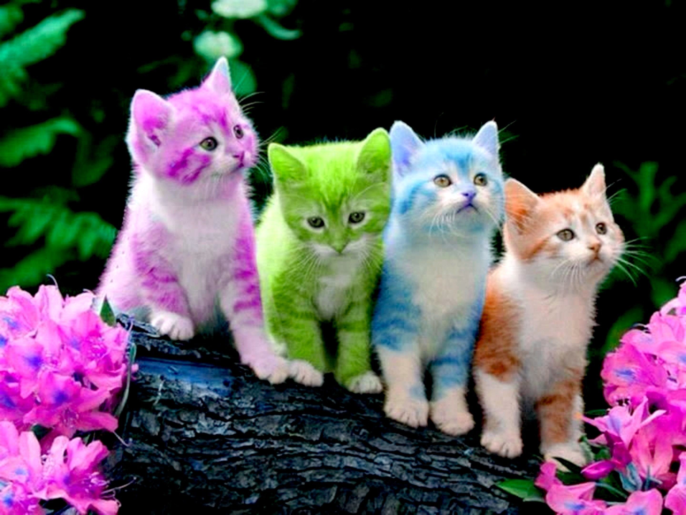 Kittens Wallpapers
