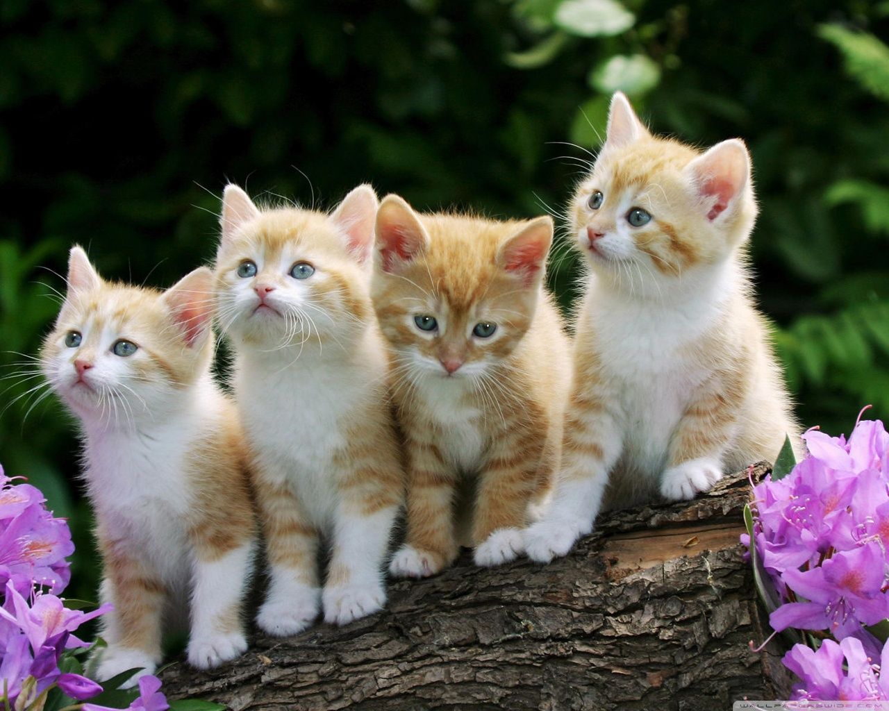 Kittens Wallpapers