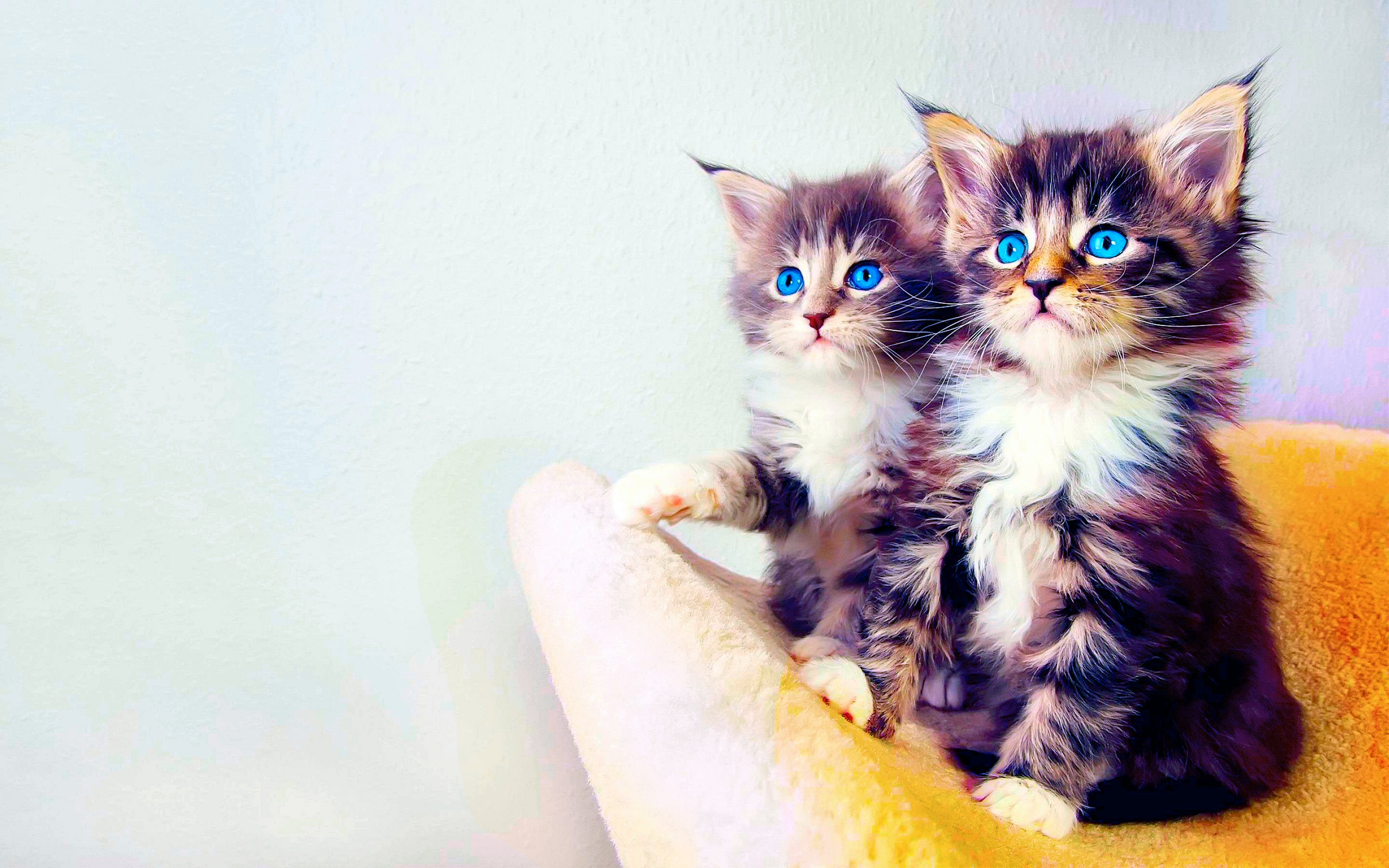 Kittens Wallpapers