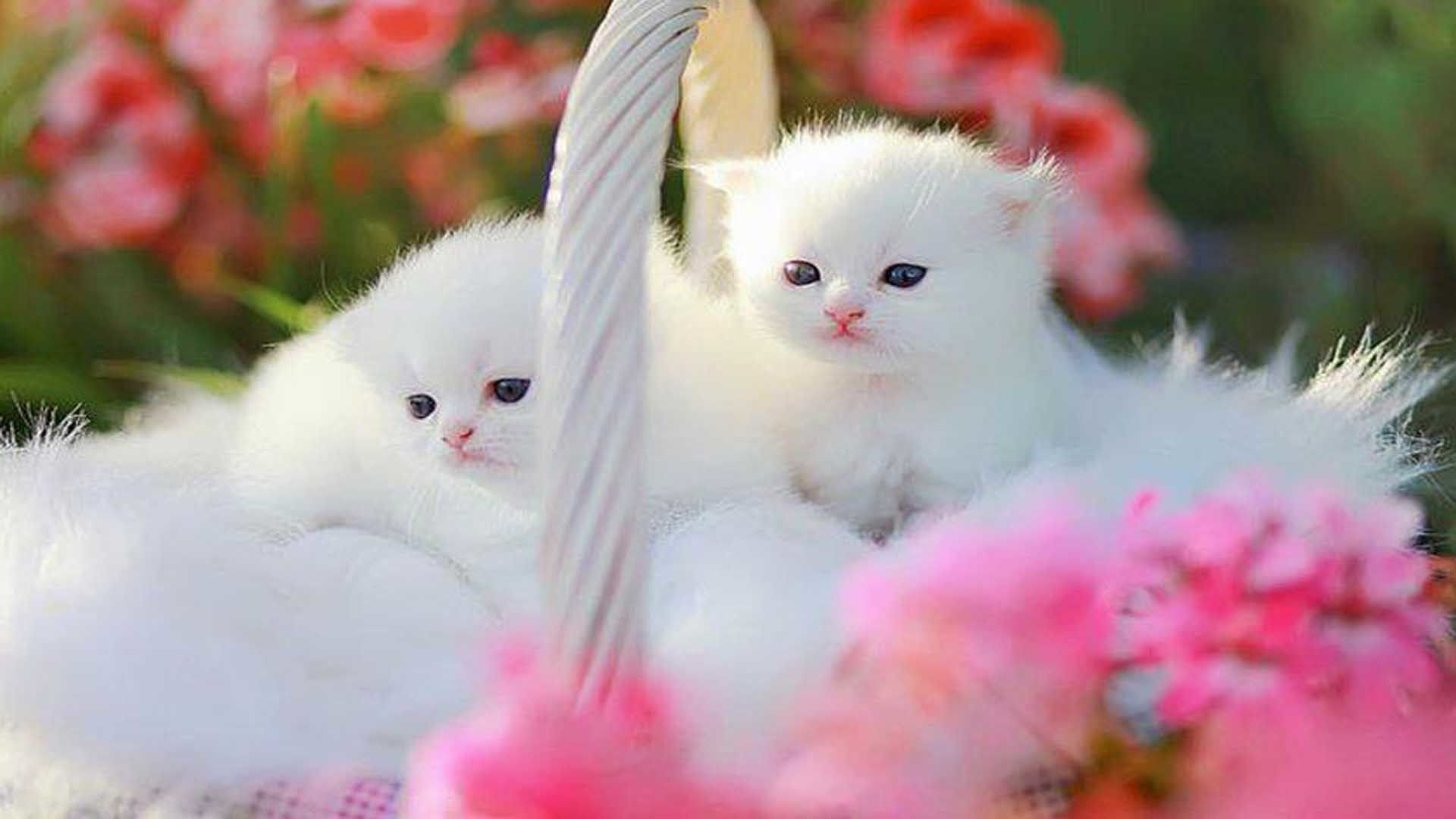 Kittens Wallpapers