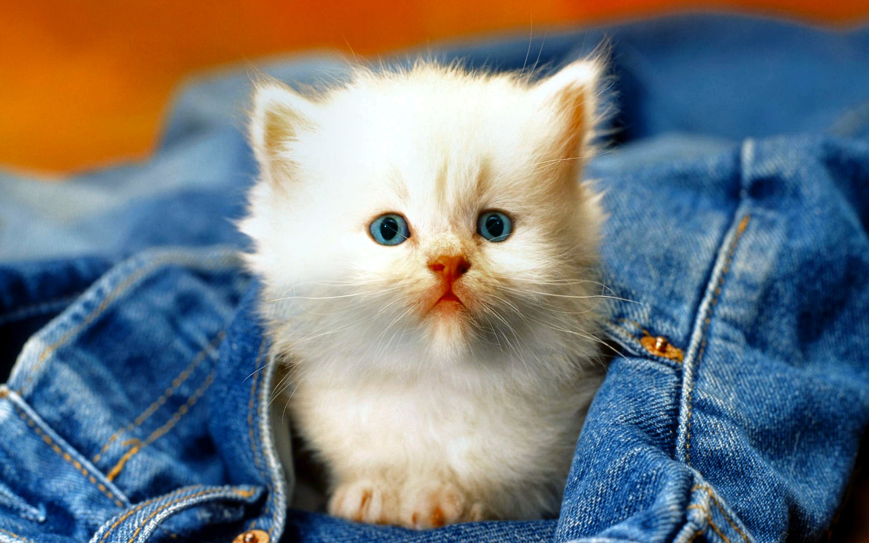 Kittens Wallpapers