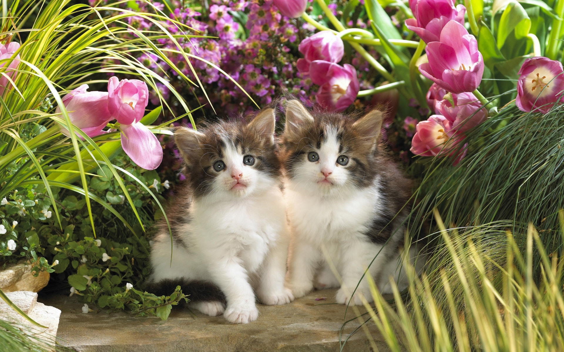 Kittens Wallpapers