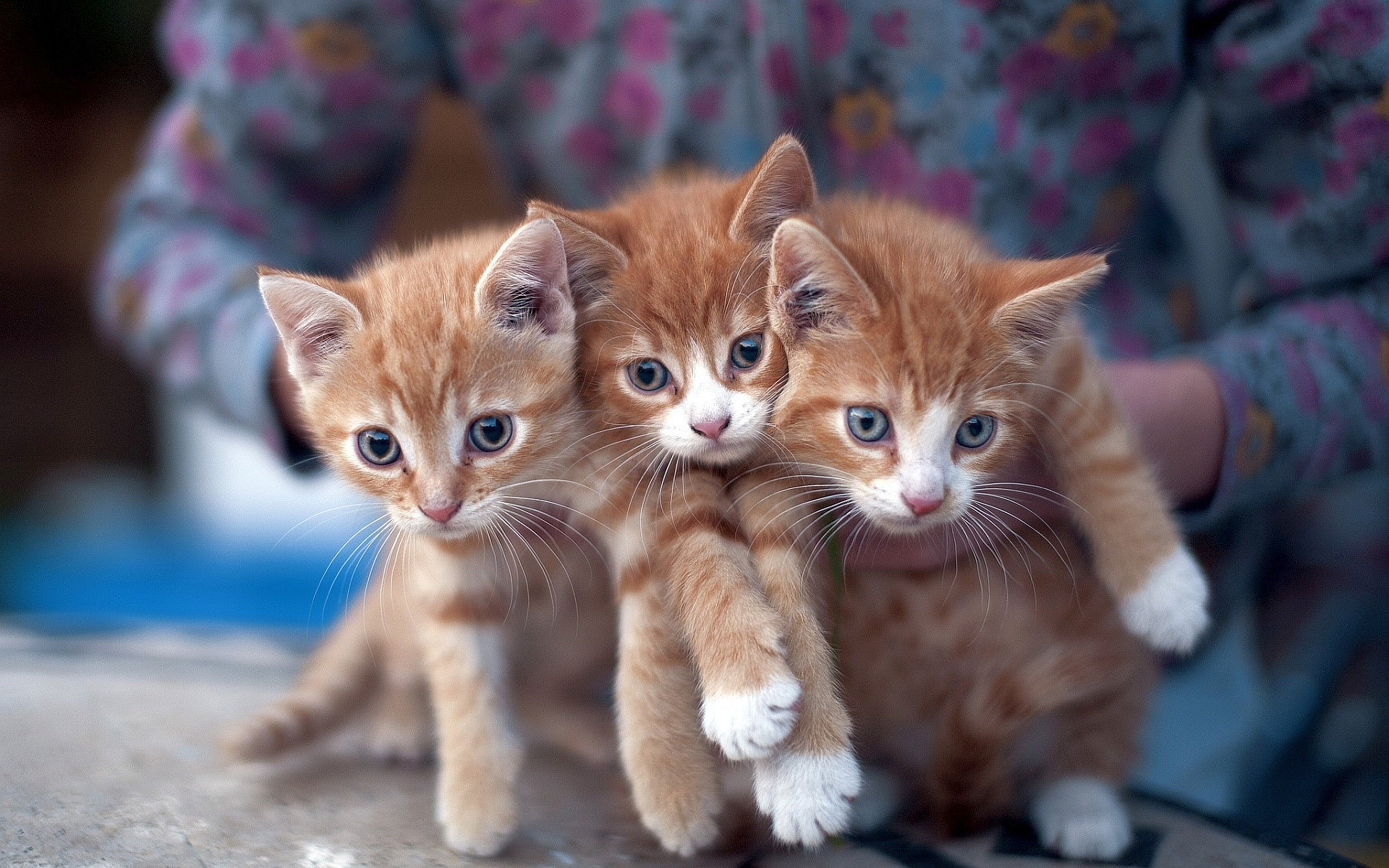 Kittens Wallpapers