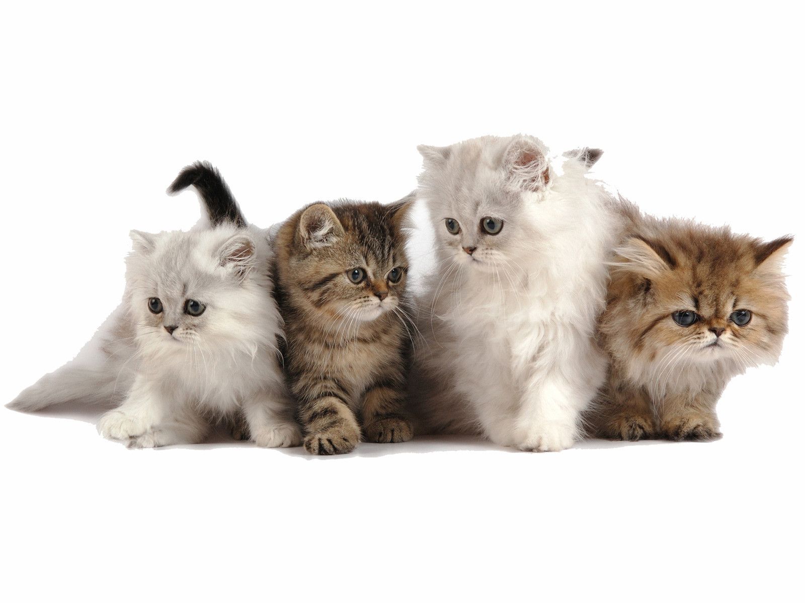 Kittens Wallpapers