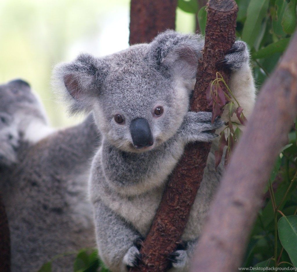 Koala Wallpapers