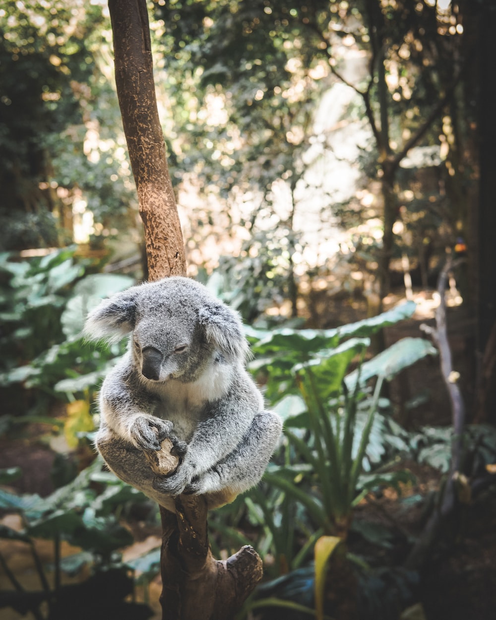 Koala Wallpapers