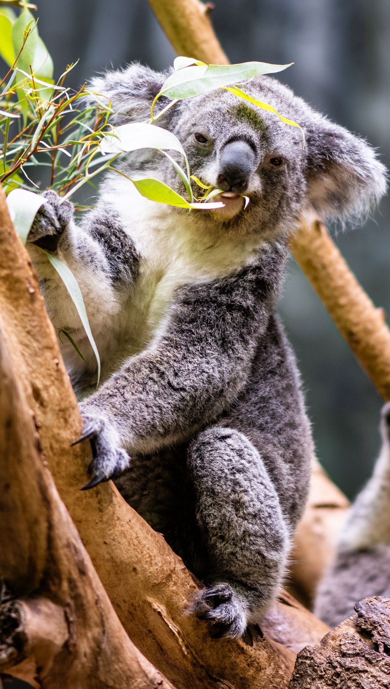 Koala Wallpapers