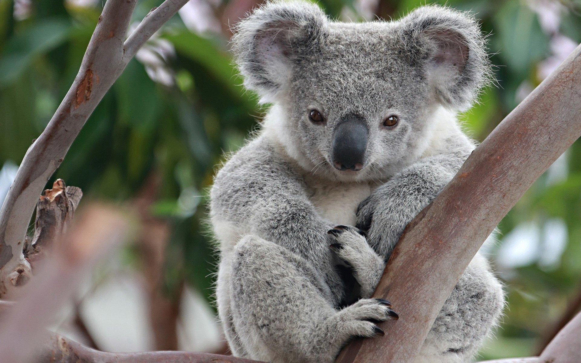 Koala Hd Wallpapers