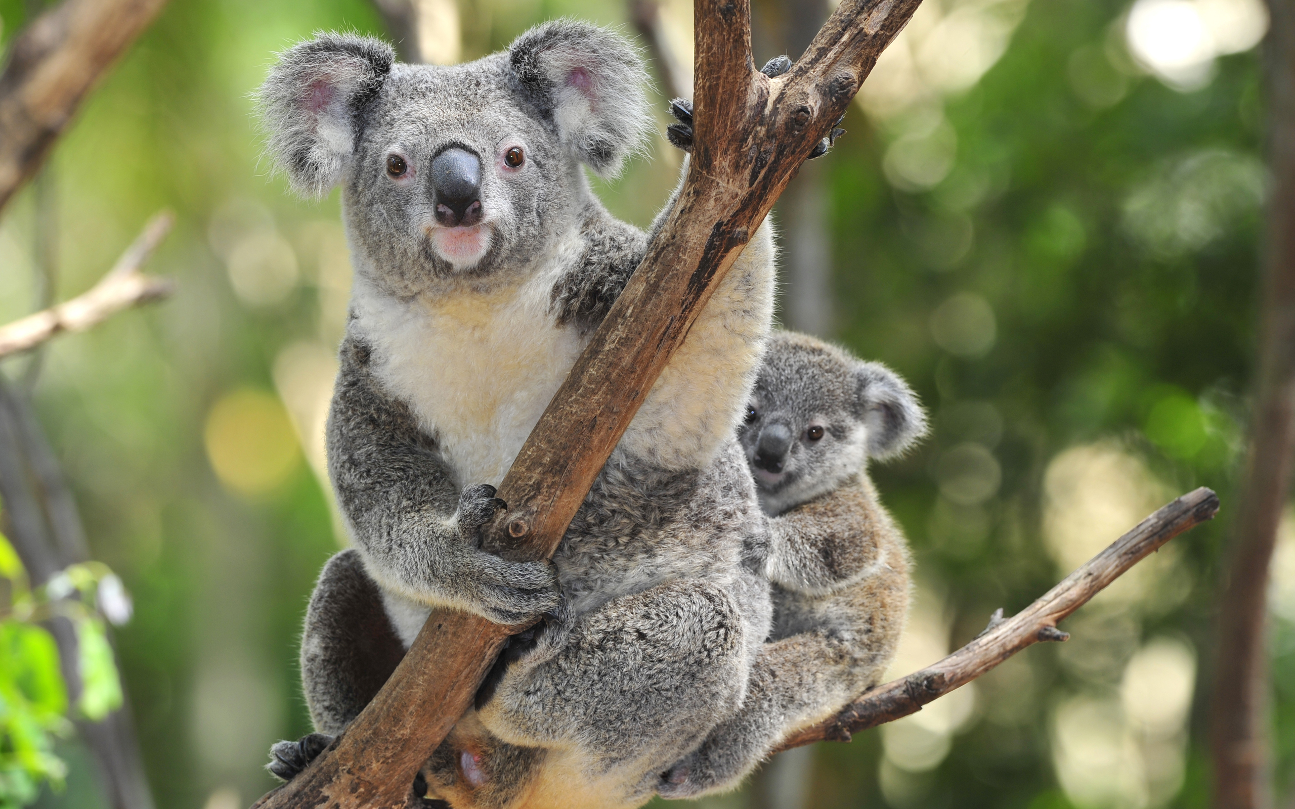 Koala Hd Wallpapers