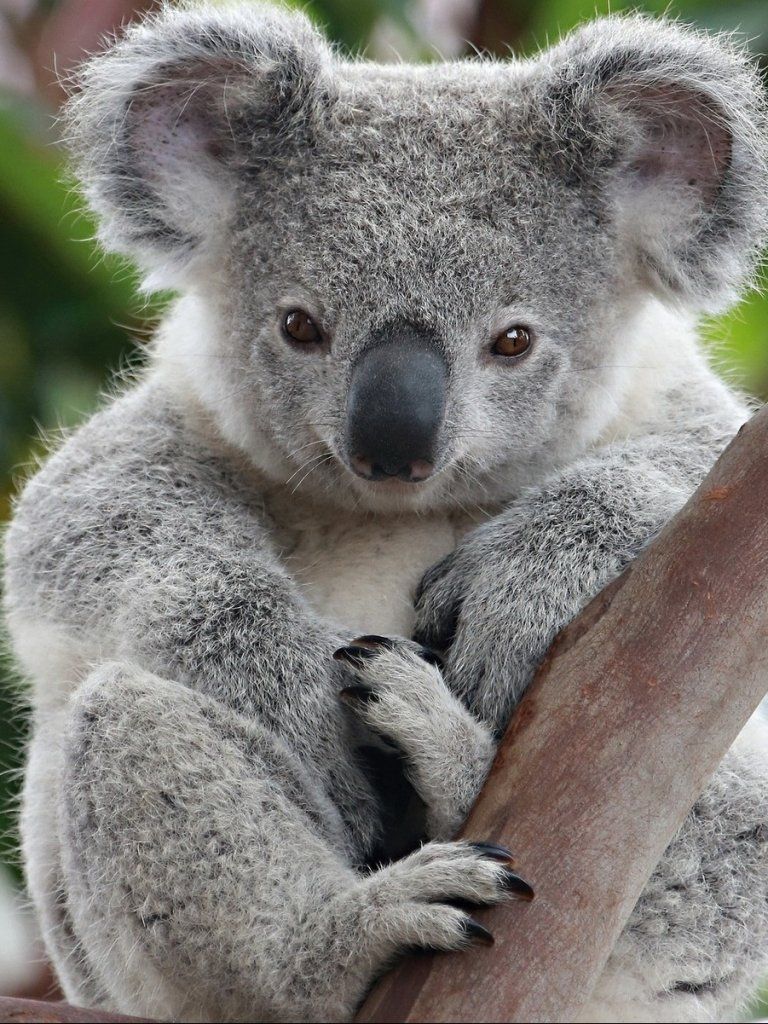 Koala Hd Wallpapers