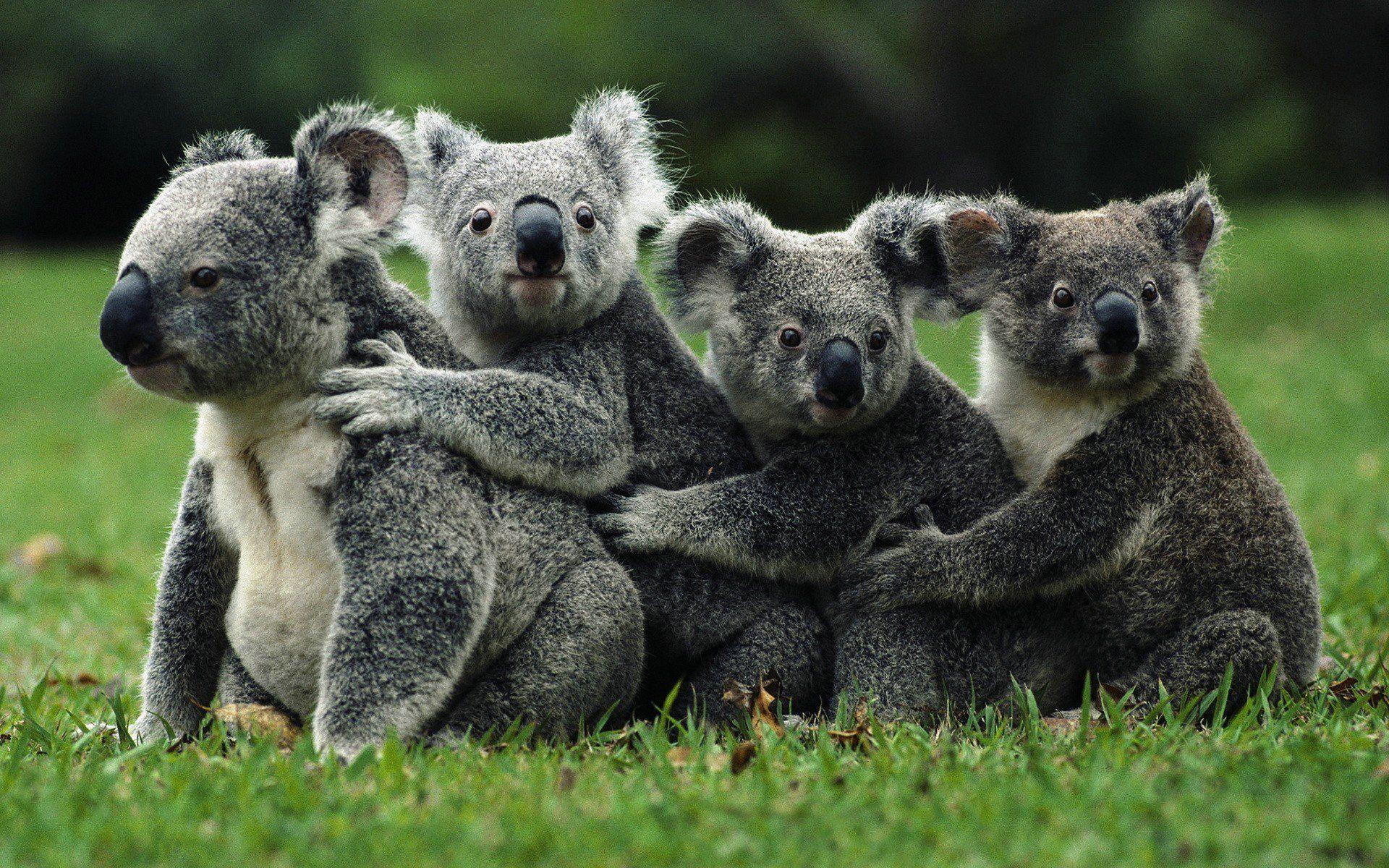 Koala Hd Wallpapers