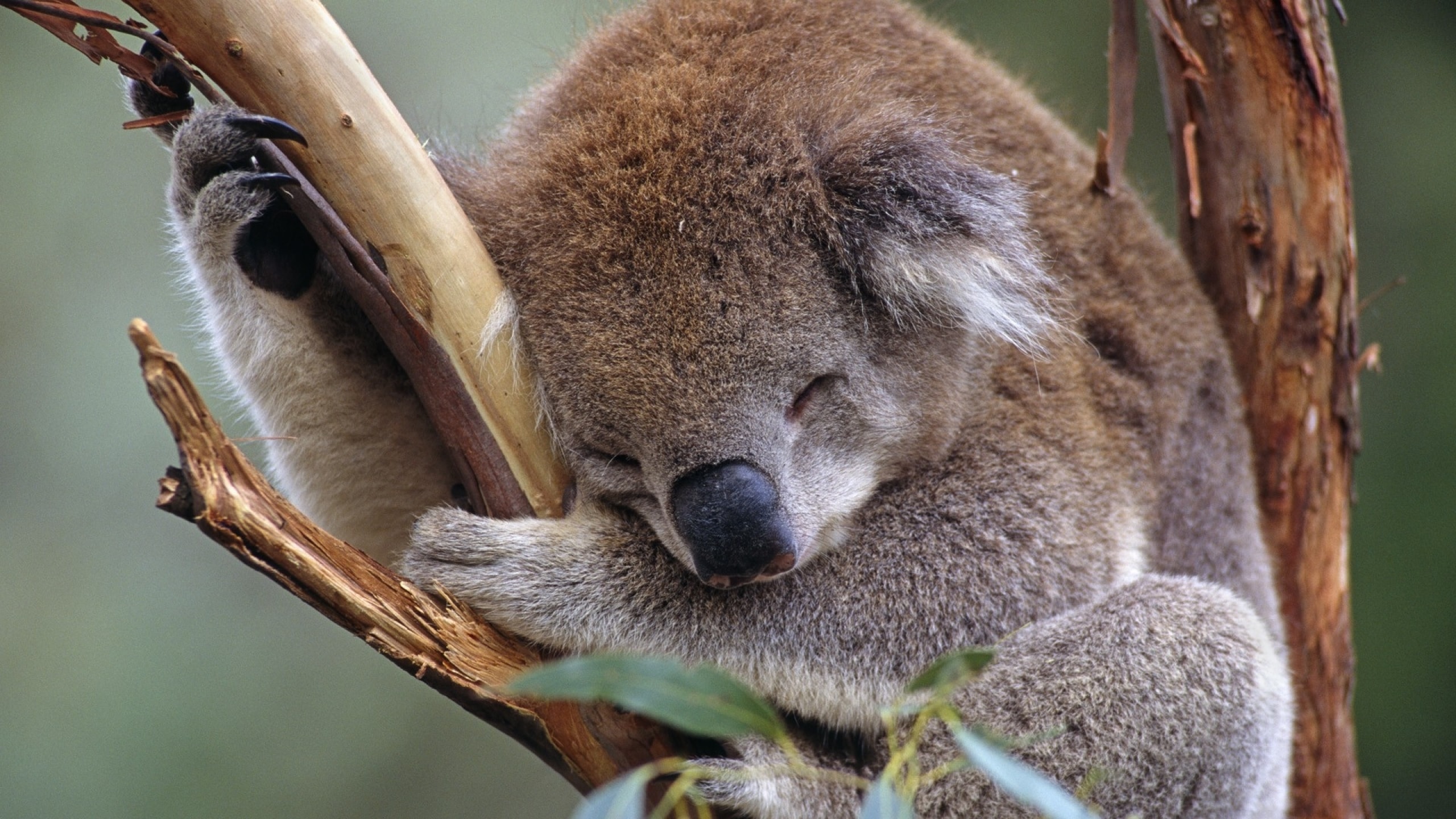 Koala Hd Wallpapers