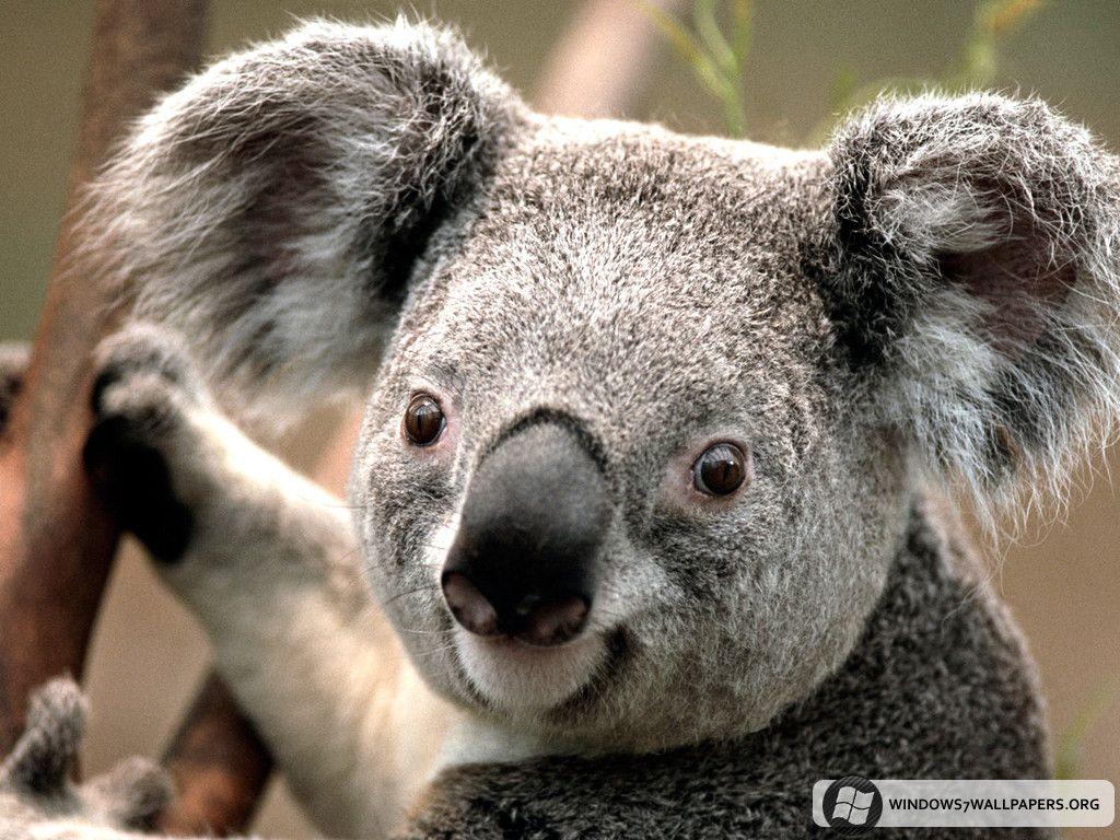 Koala Hd Wallpapers