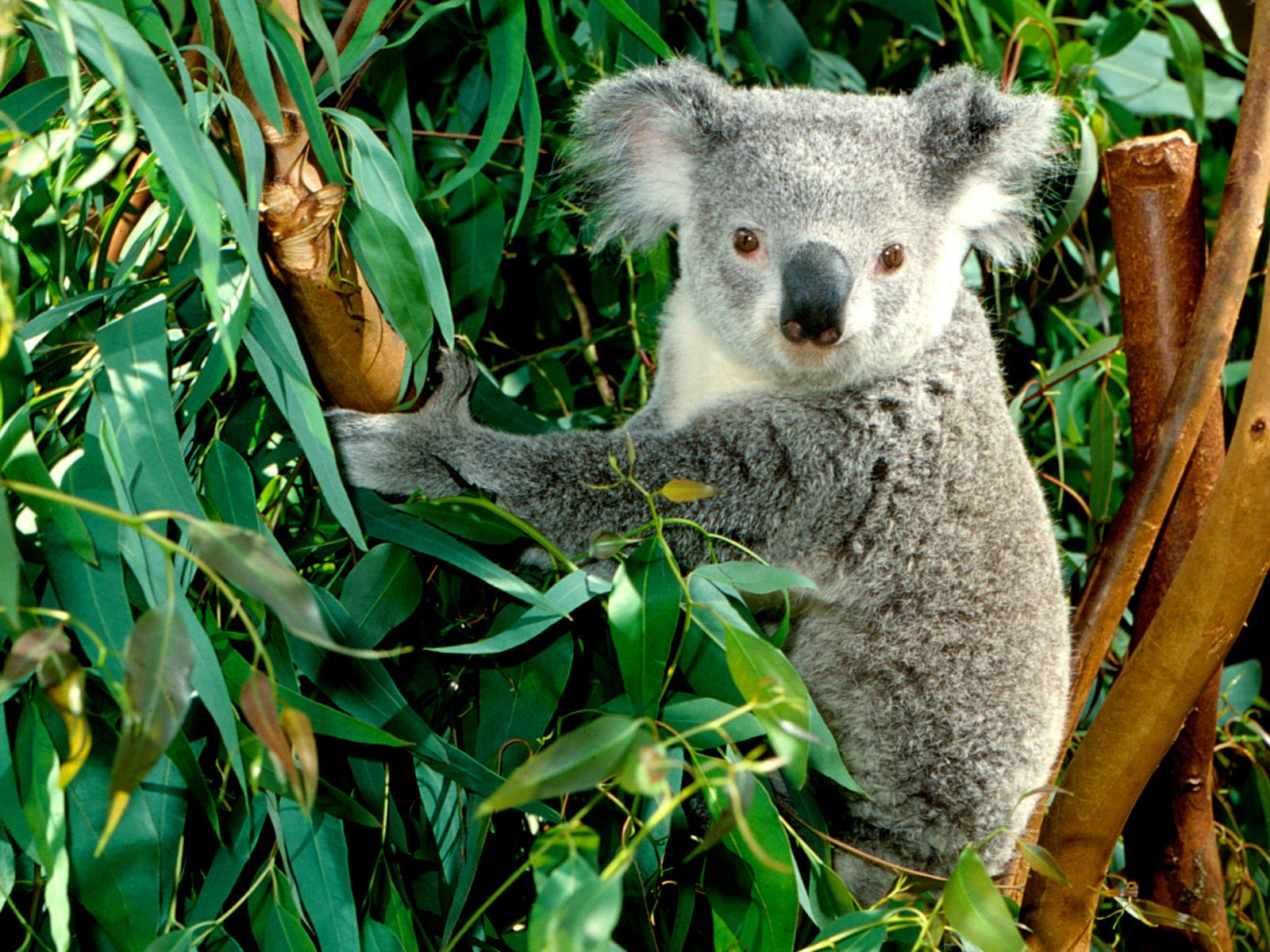 Koala Hd Wallpapers