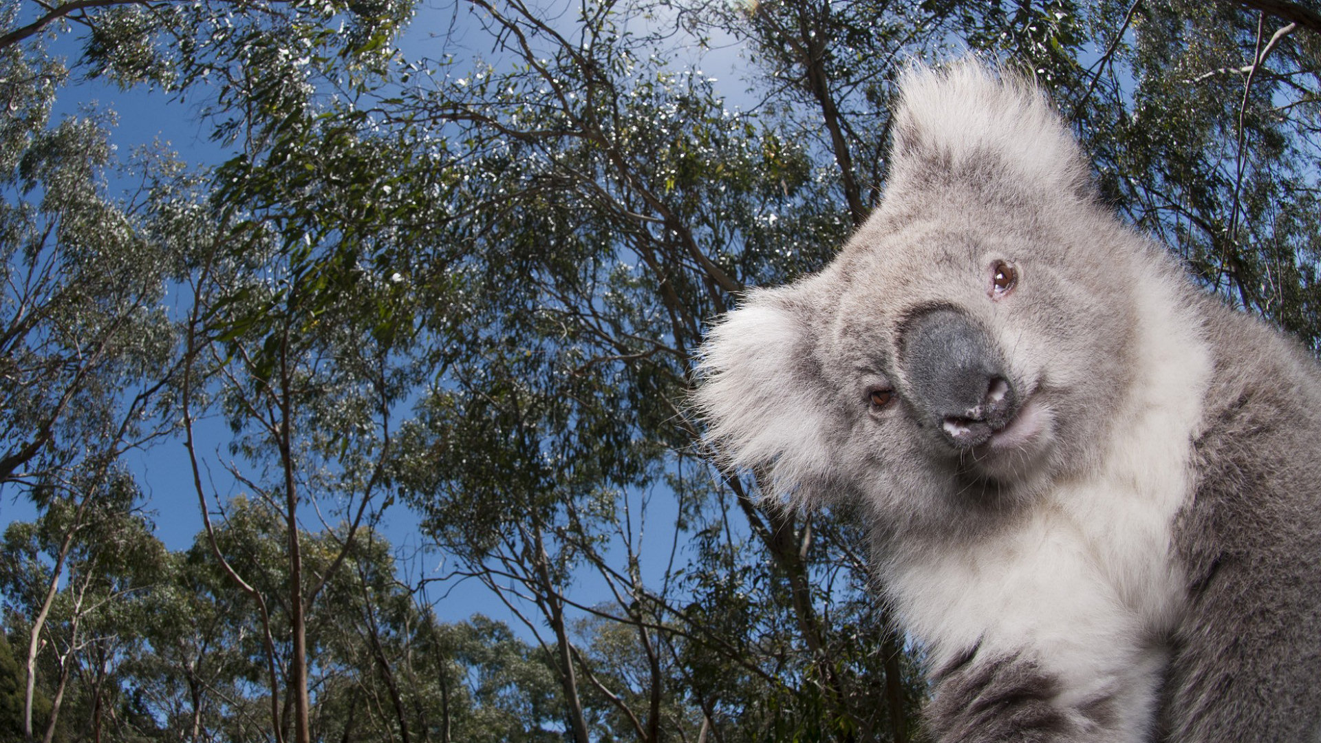 Koala Hd Wallpapers