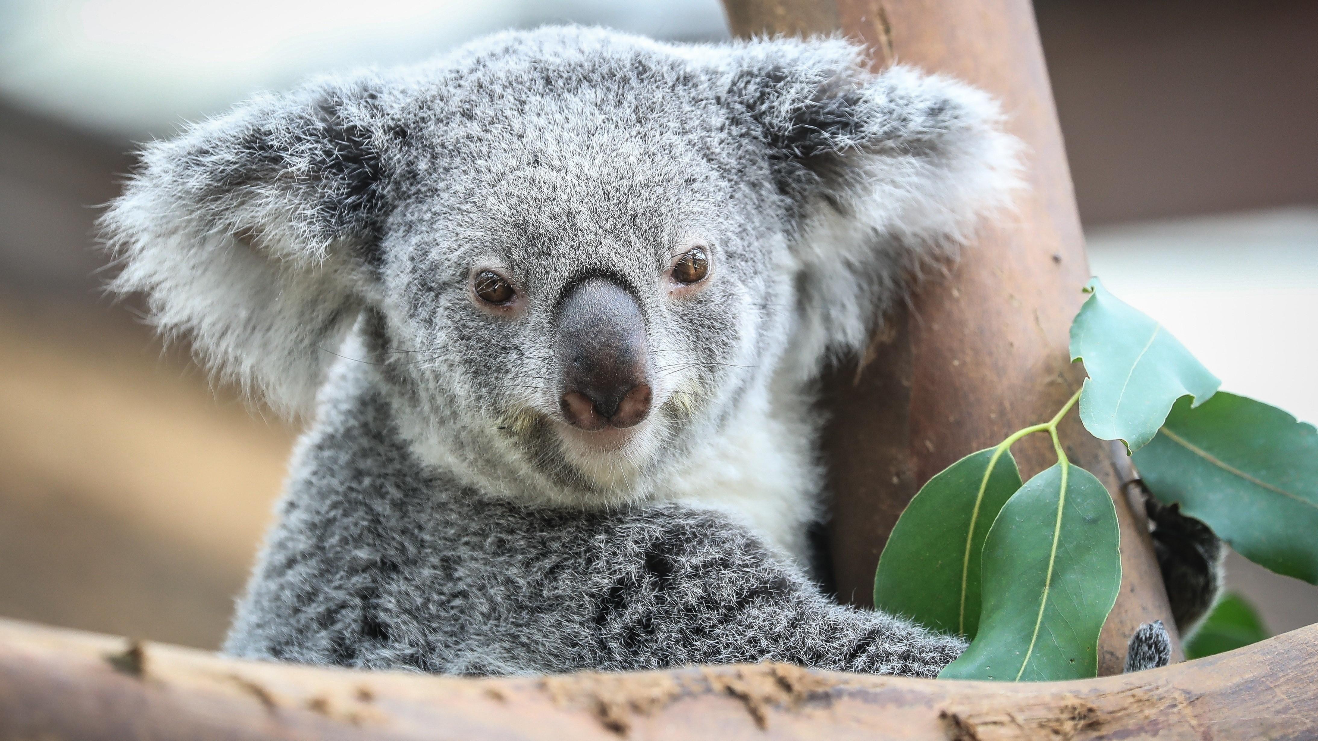 Koala Hd Wallpapers