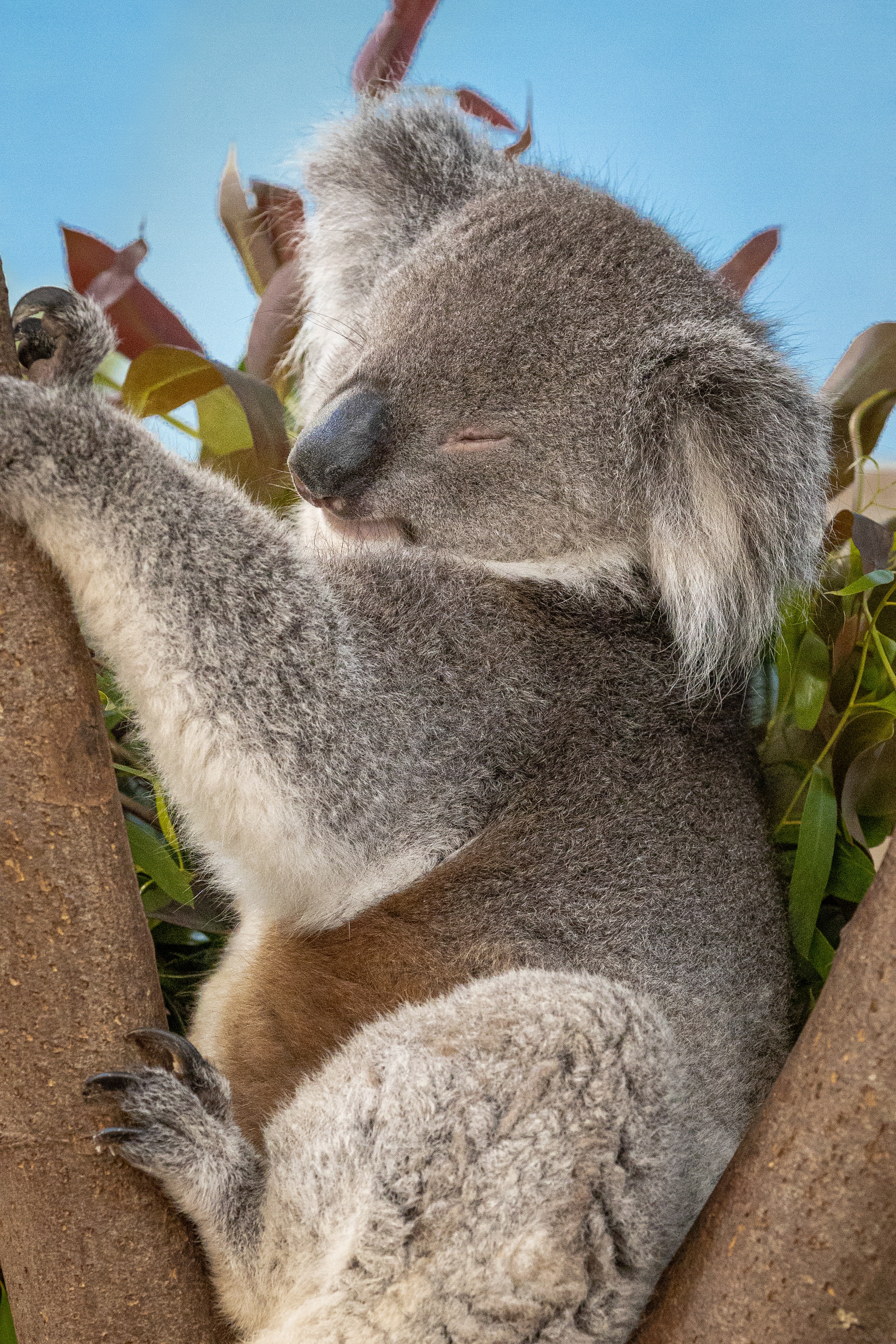 Koala Hd Wallpapers