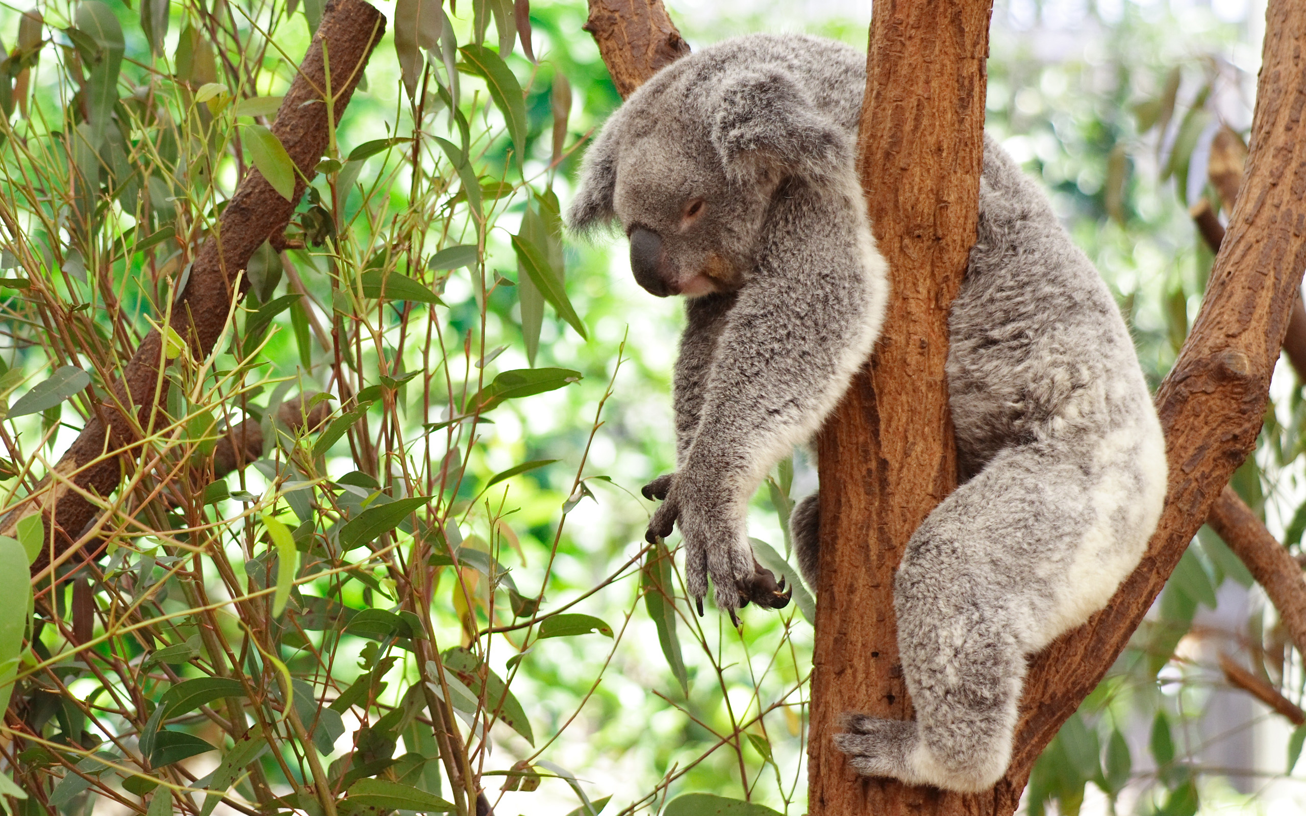 Koala Hd Wallpapers