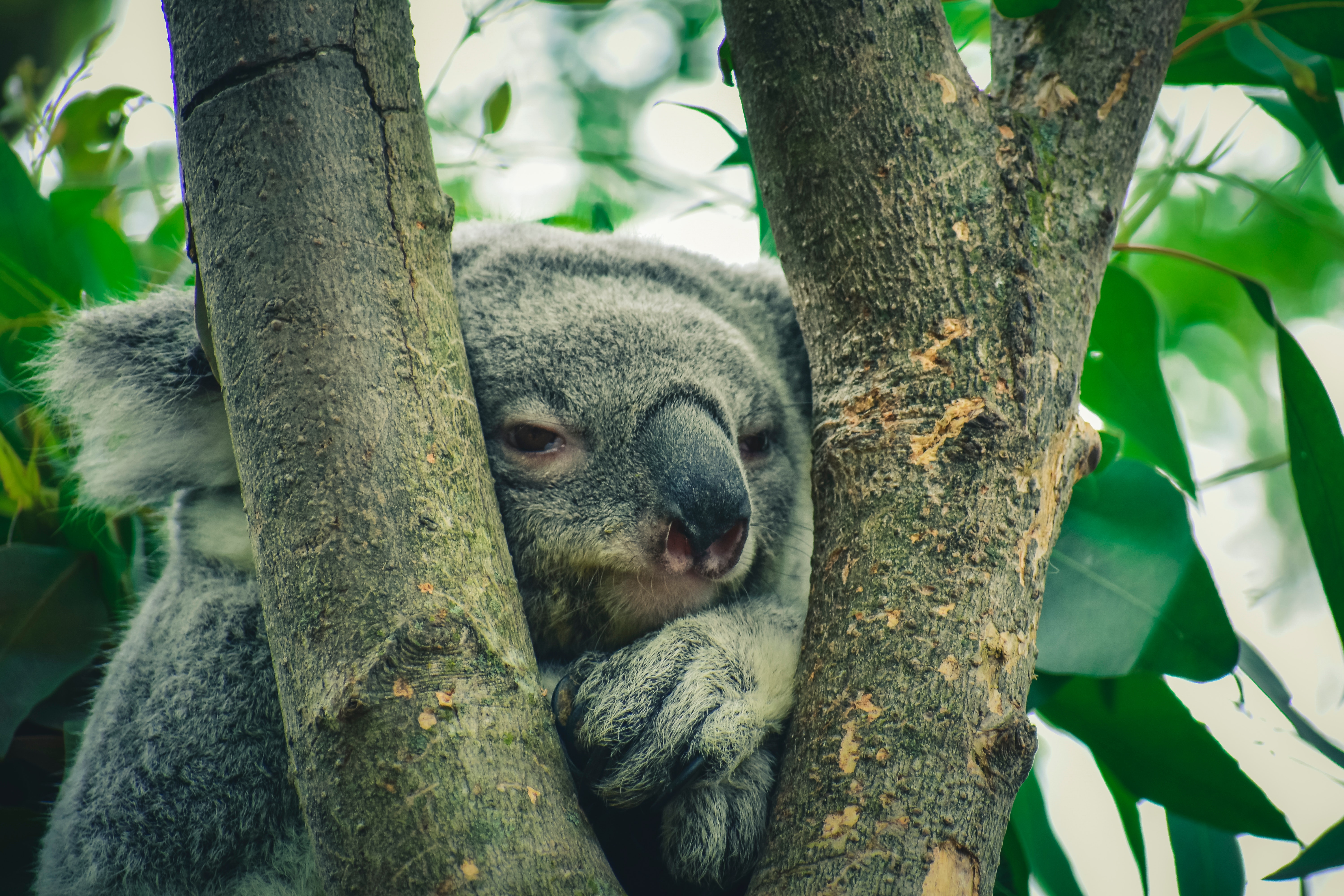 Koala Hd Wallpapers