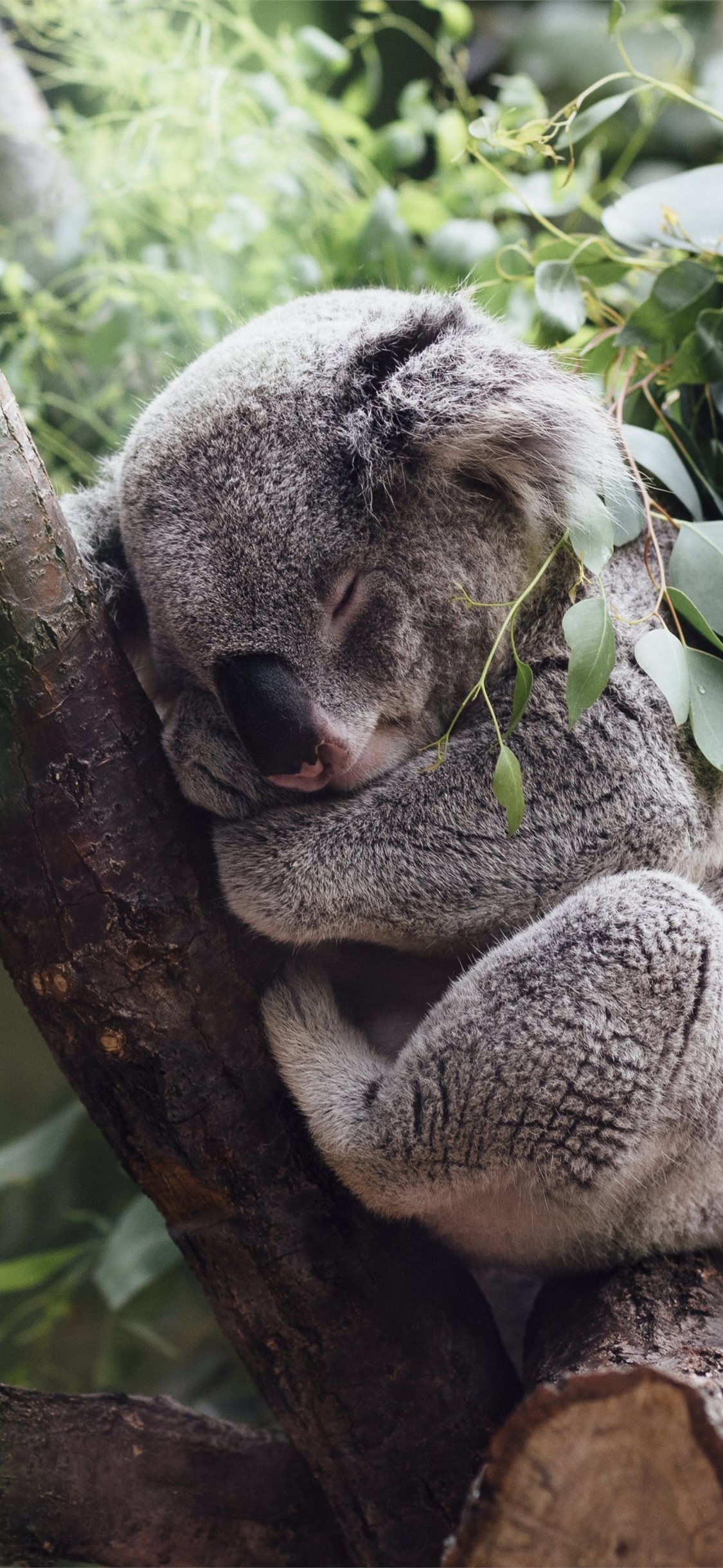 Koala Hd Wallpapers