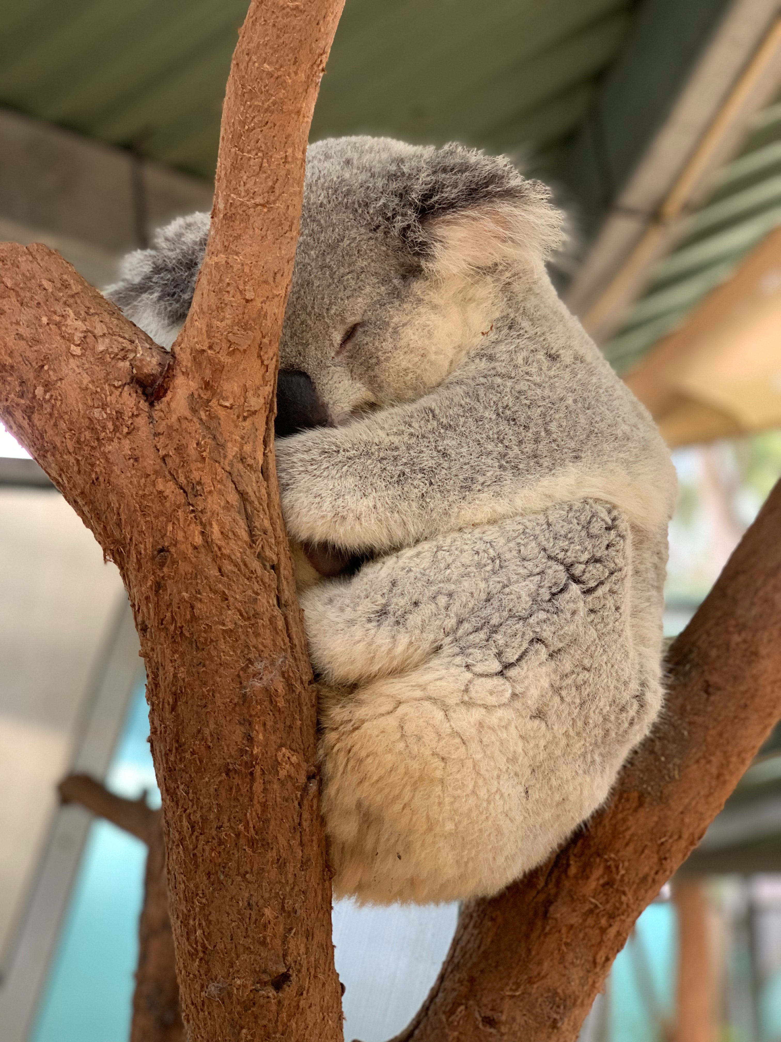 Koala Hd Wallpapers