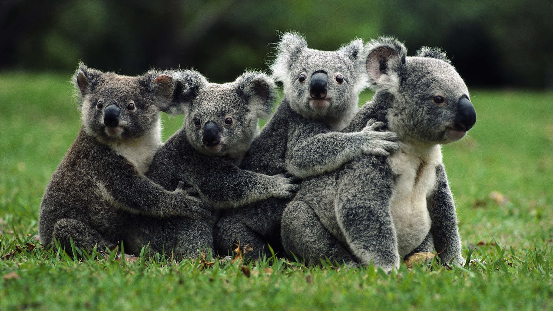 Koala Hd Wallpapers