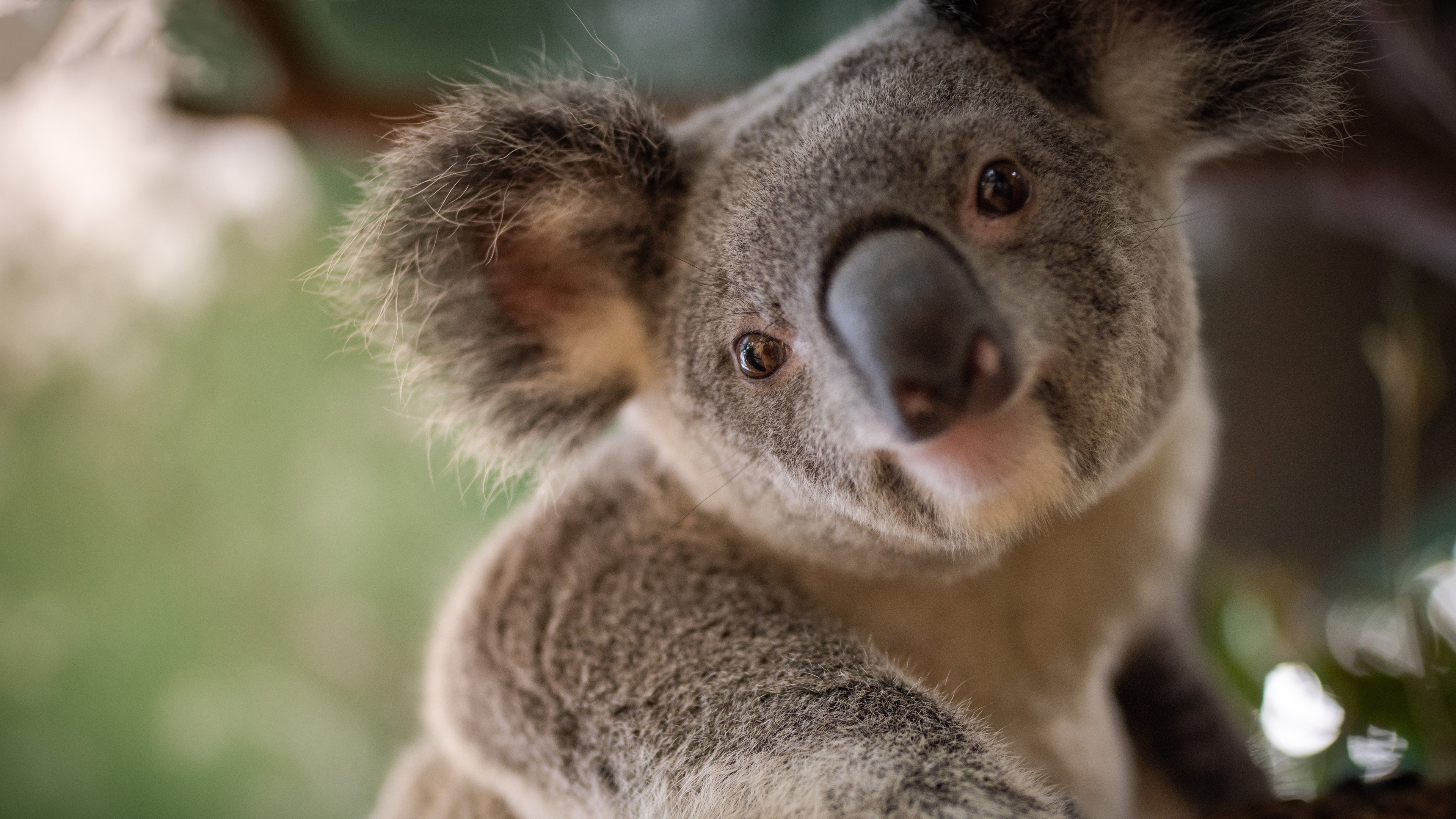 Koala Hd Wallpapers