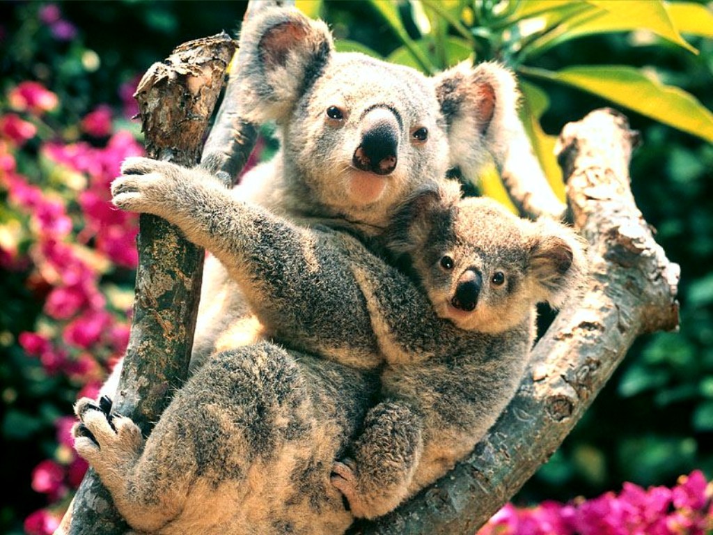 Koala Hd Wallpapers