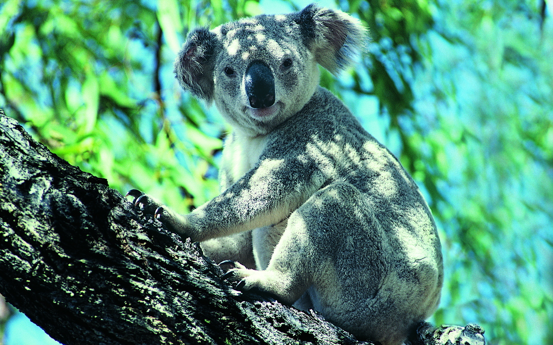 Koala Hd Wallpapers