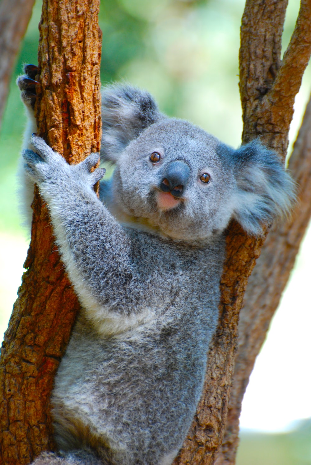 Koala Hd Wallpapers