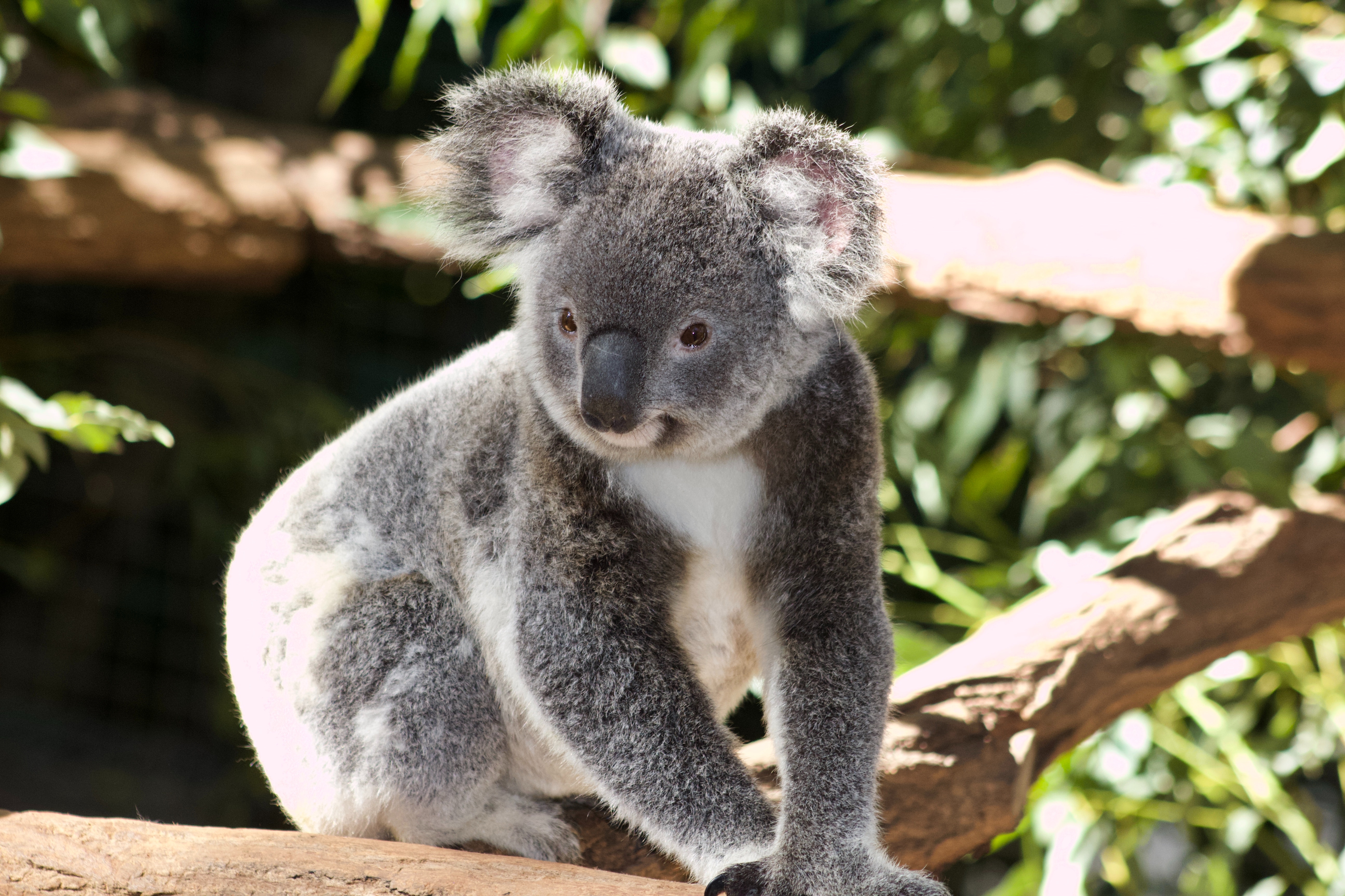 Koala Hd Wallpapers