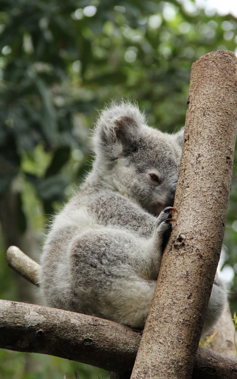 Koala Hd Wallpapers