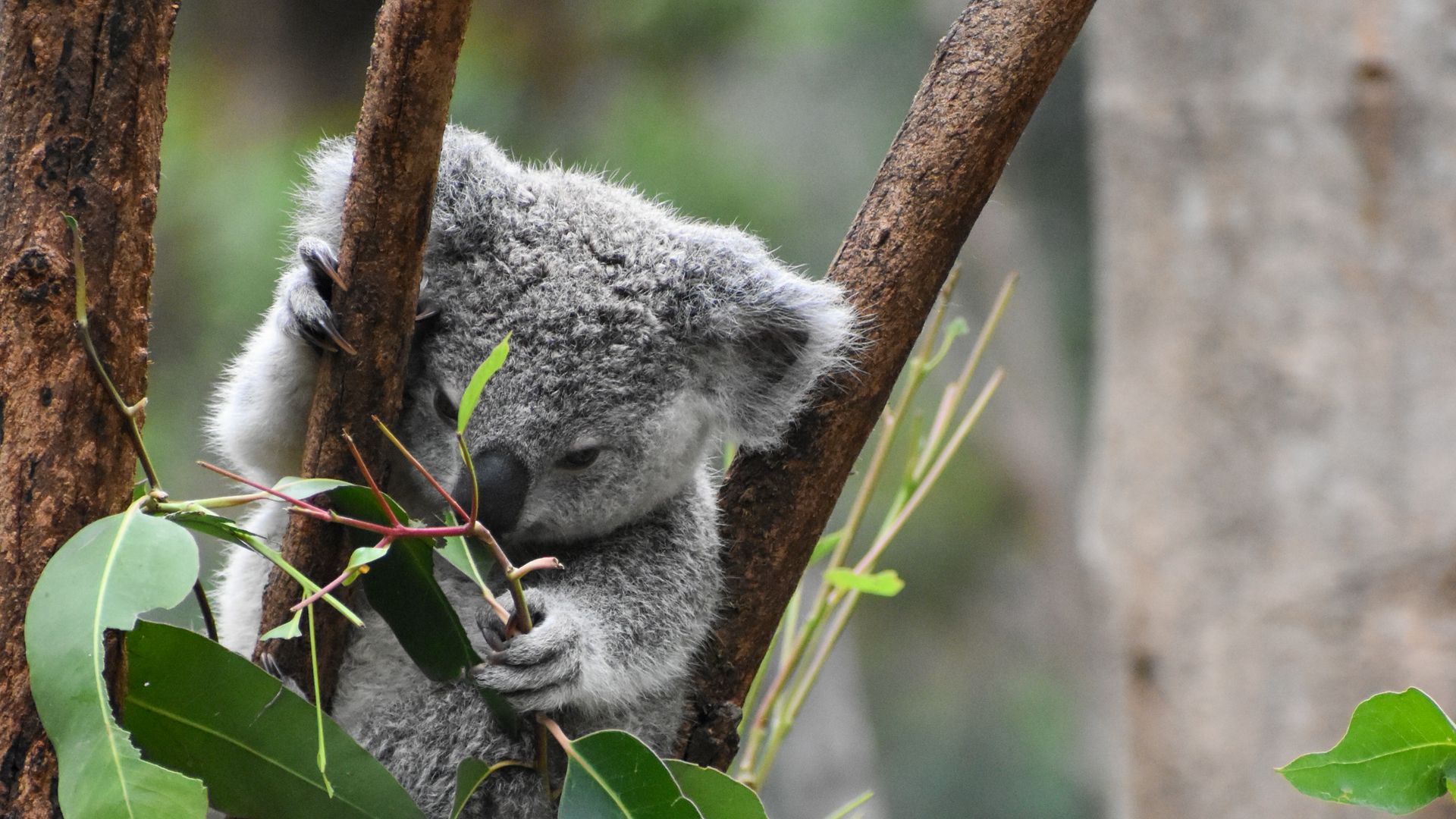 Koala Hd Wallpapers