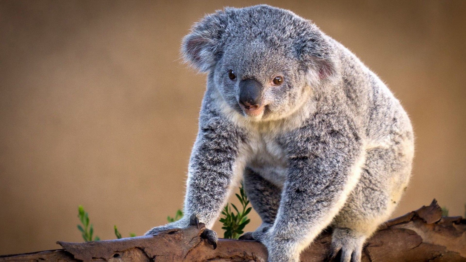 Koala Hd Wallpapers