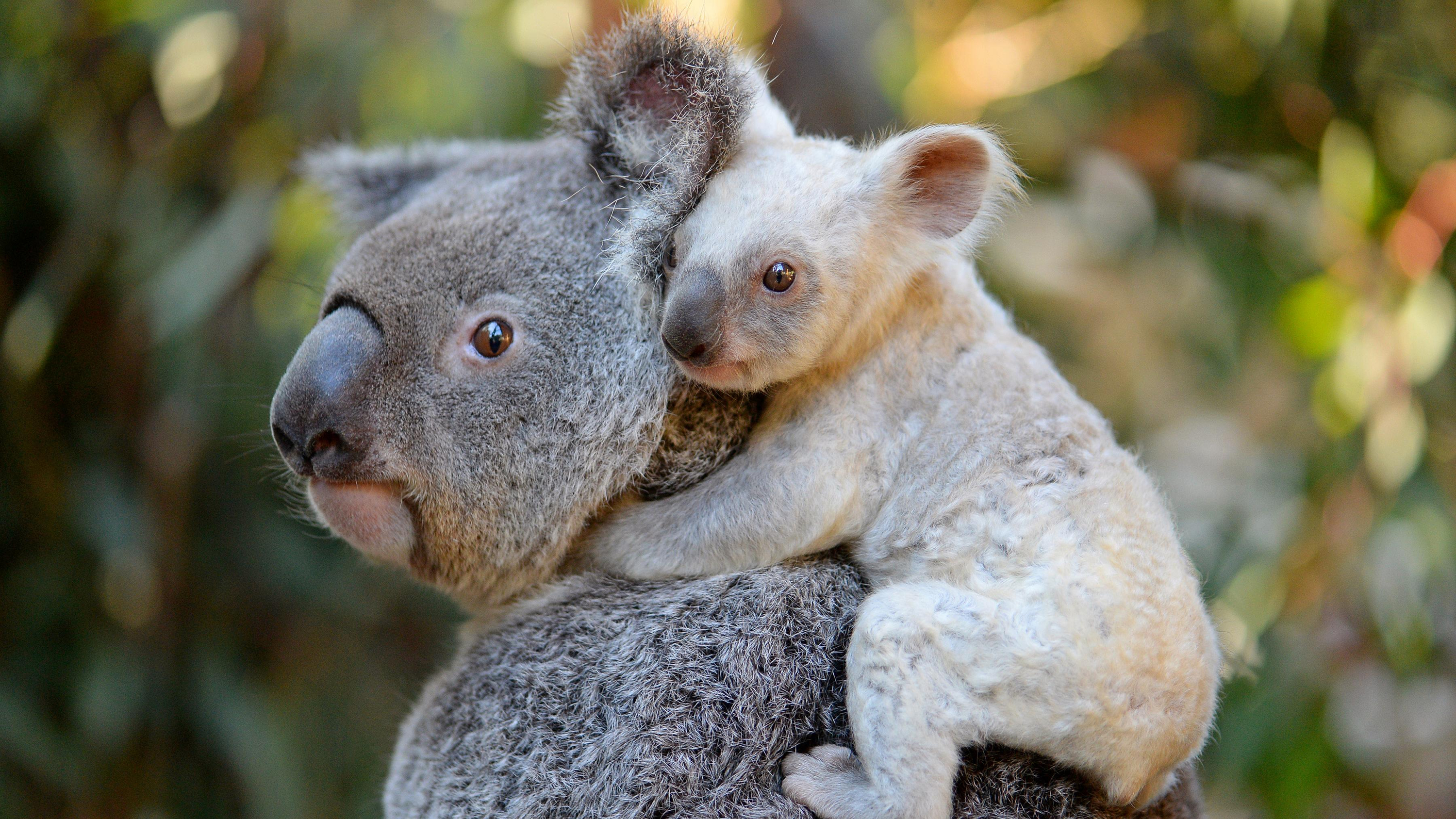 Koala Hd Wallpapers