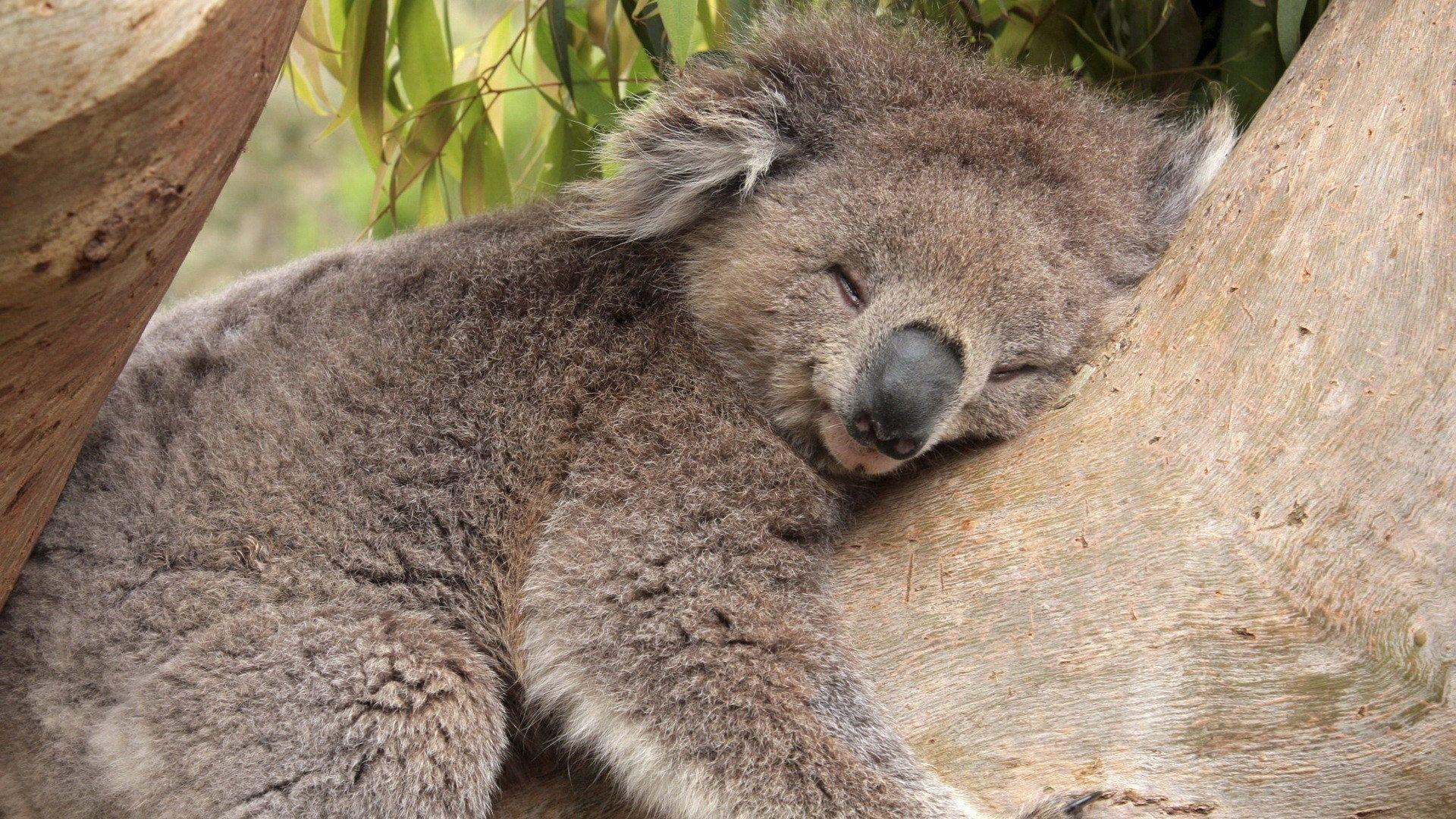 Koala Hd Wallpapers