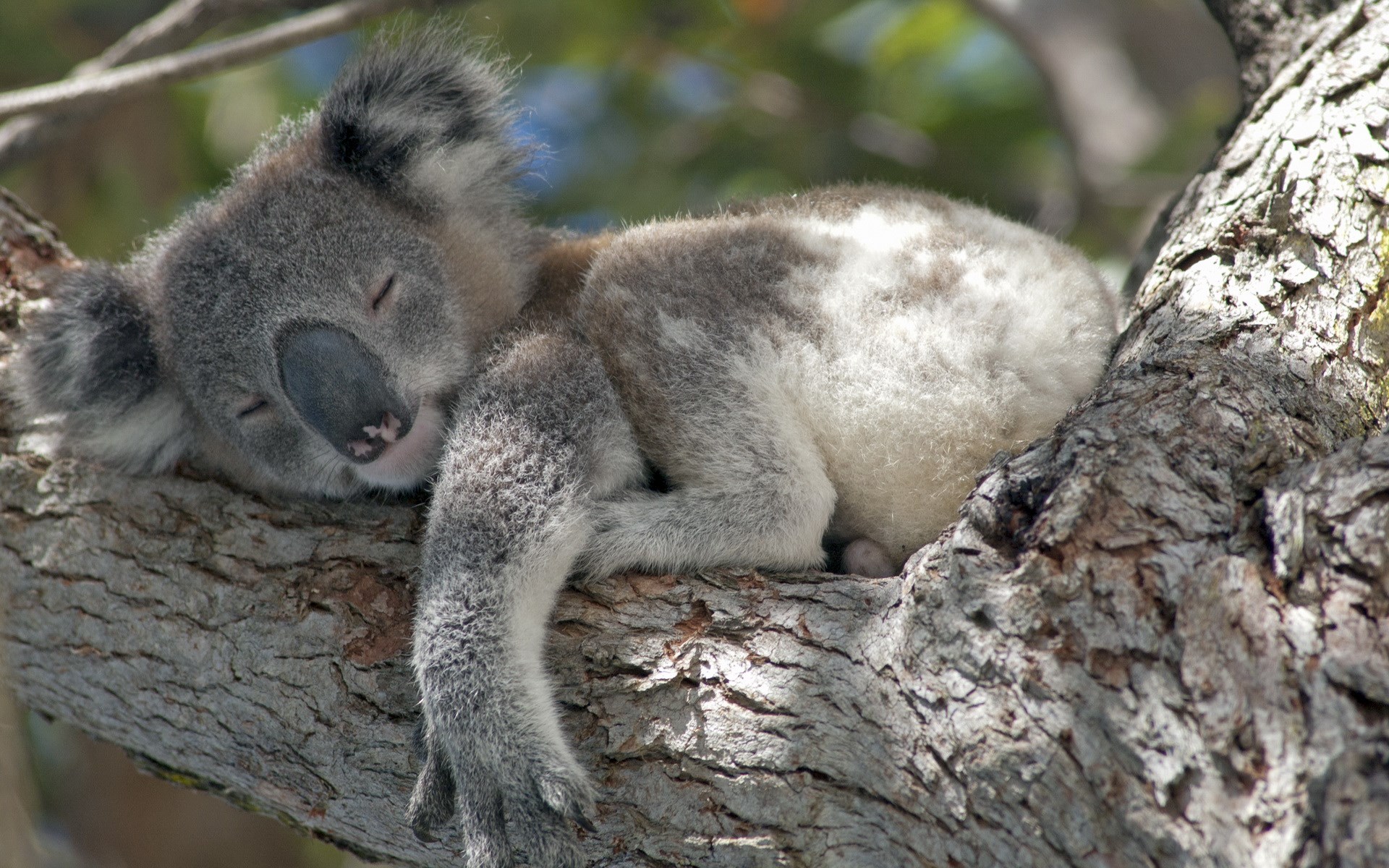 Koala Hd Wallpapers