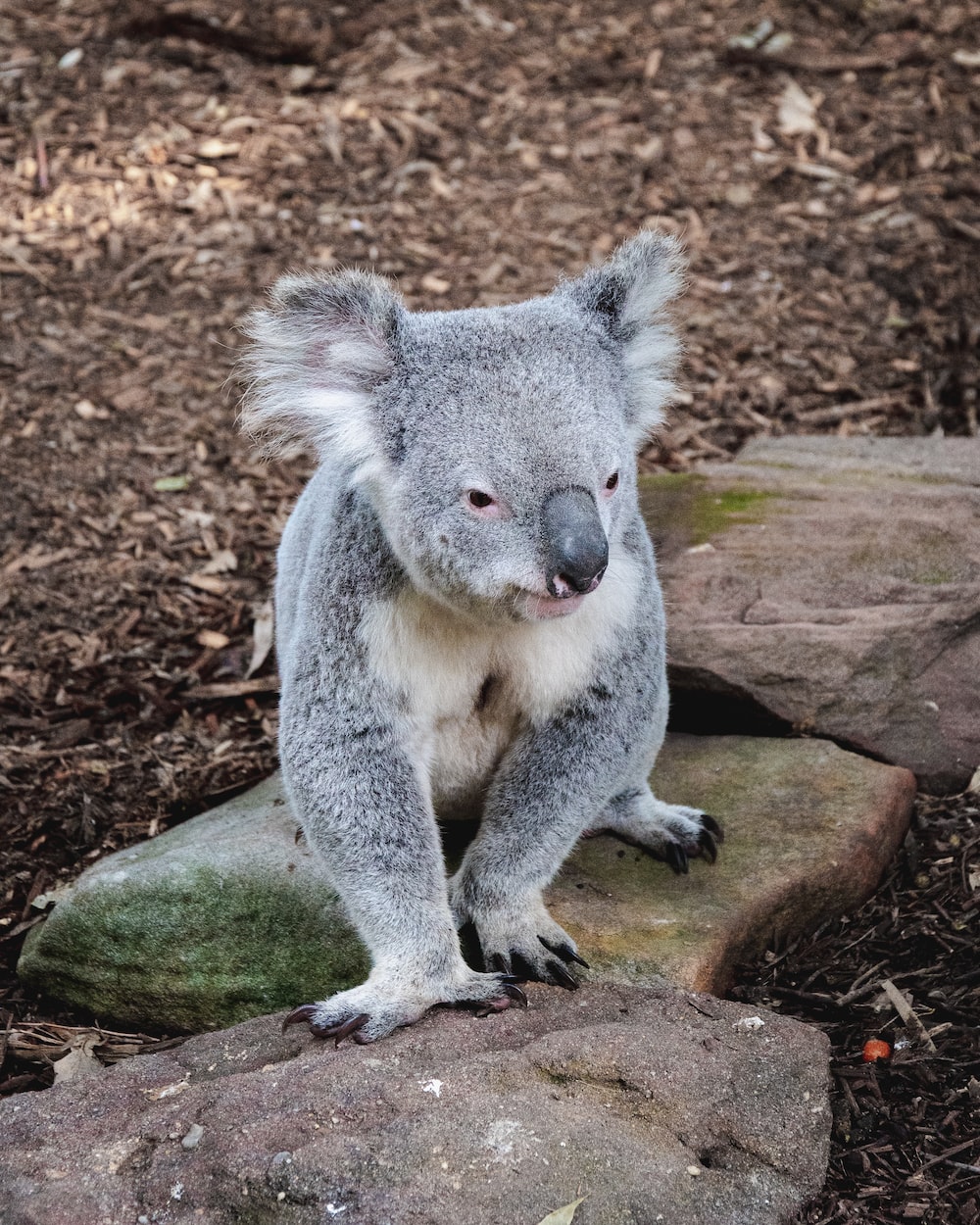 Koala Hd Wallpapers