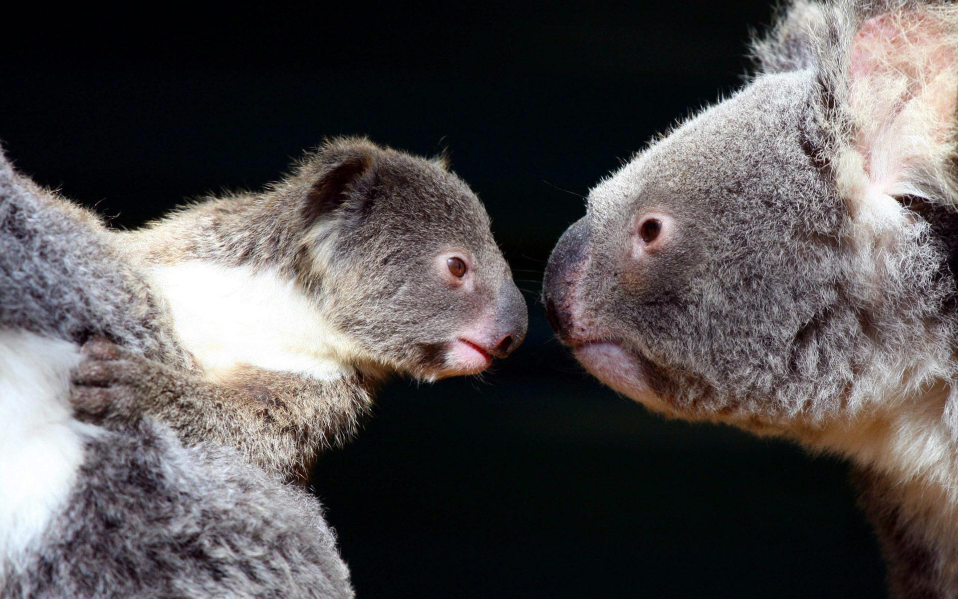 Koala Hd Wallpapers