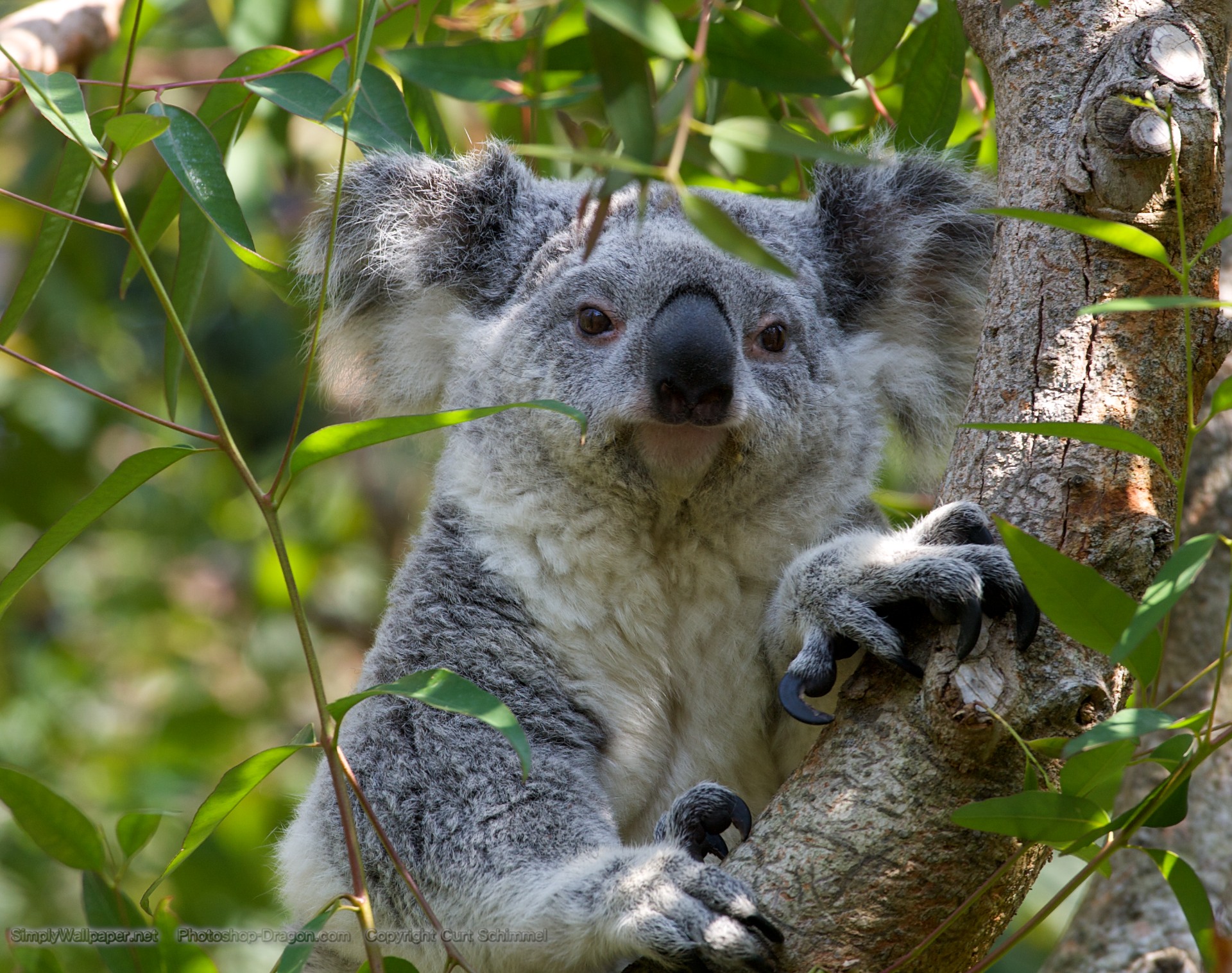 Koala Hd Wallpapers